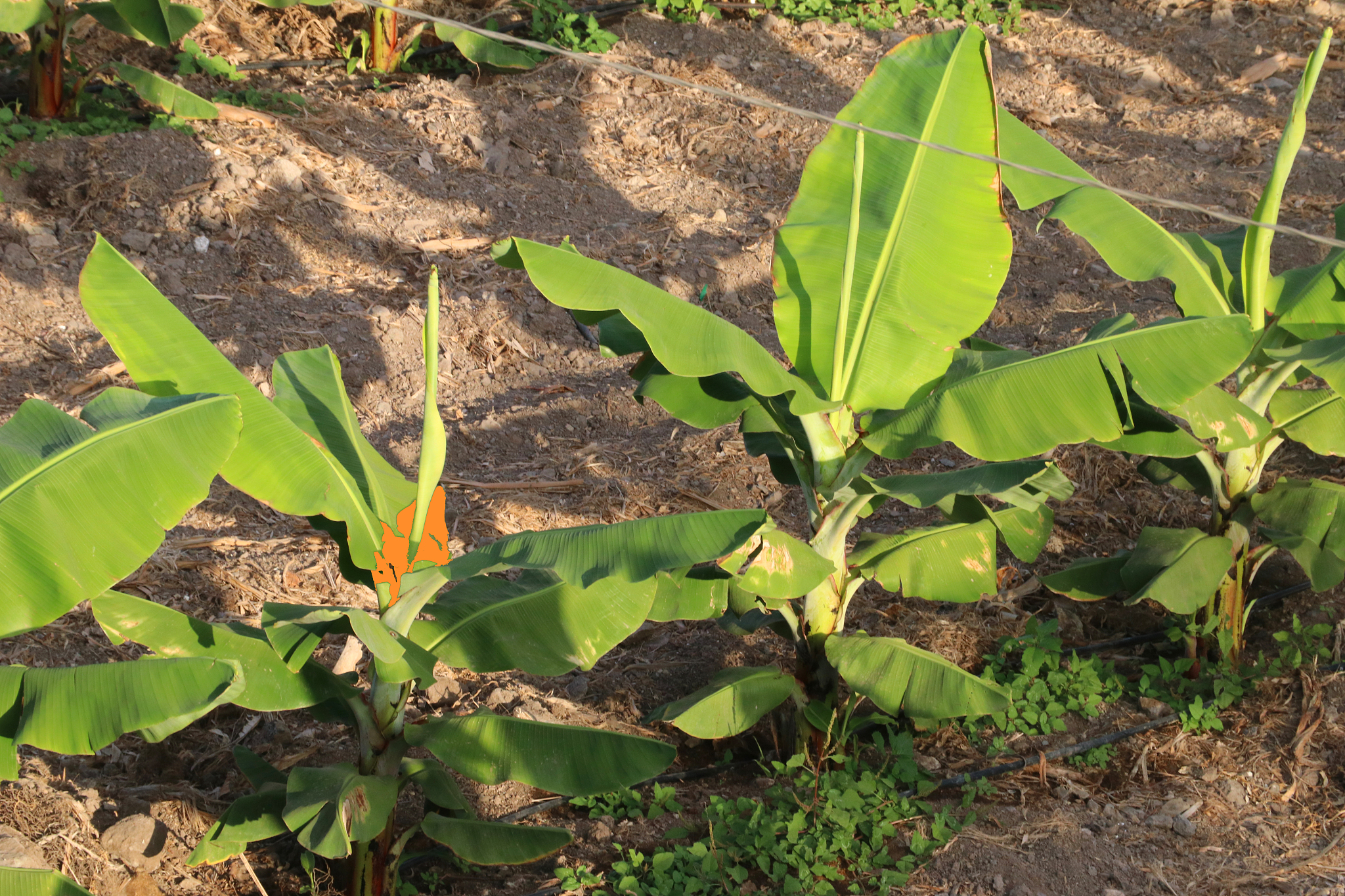丁草胺除草剂对茶叶的影响及安全使用