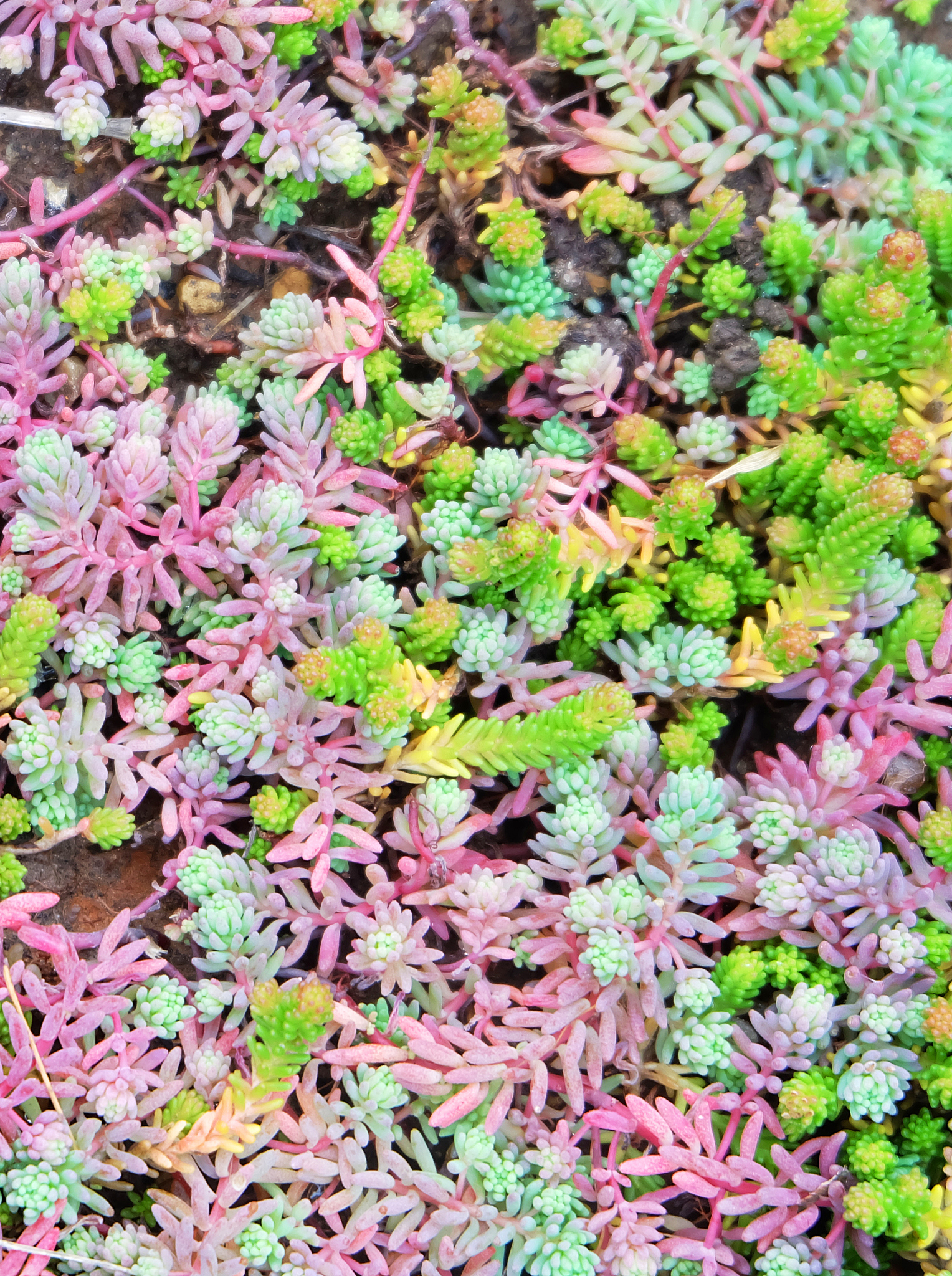 玫瑰红景天种植海拔范围：从海平面到2000米