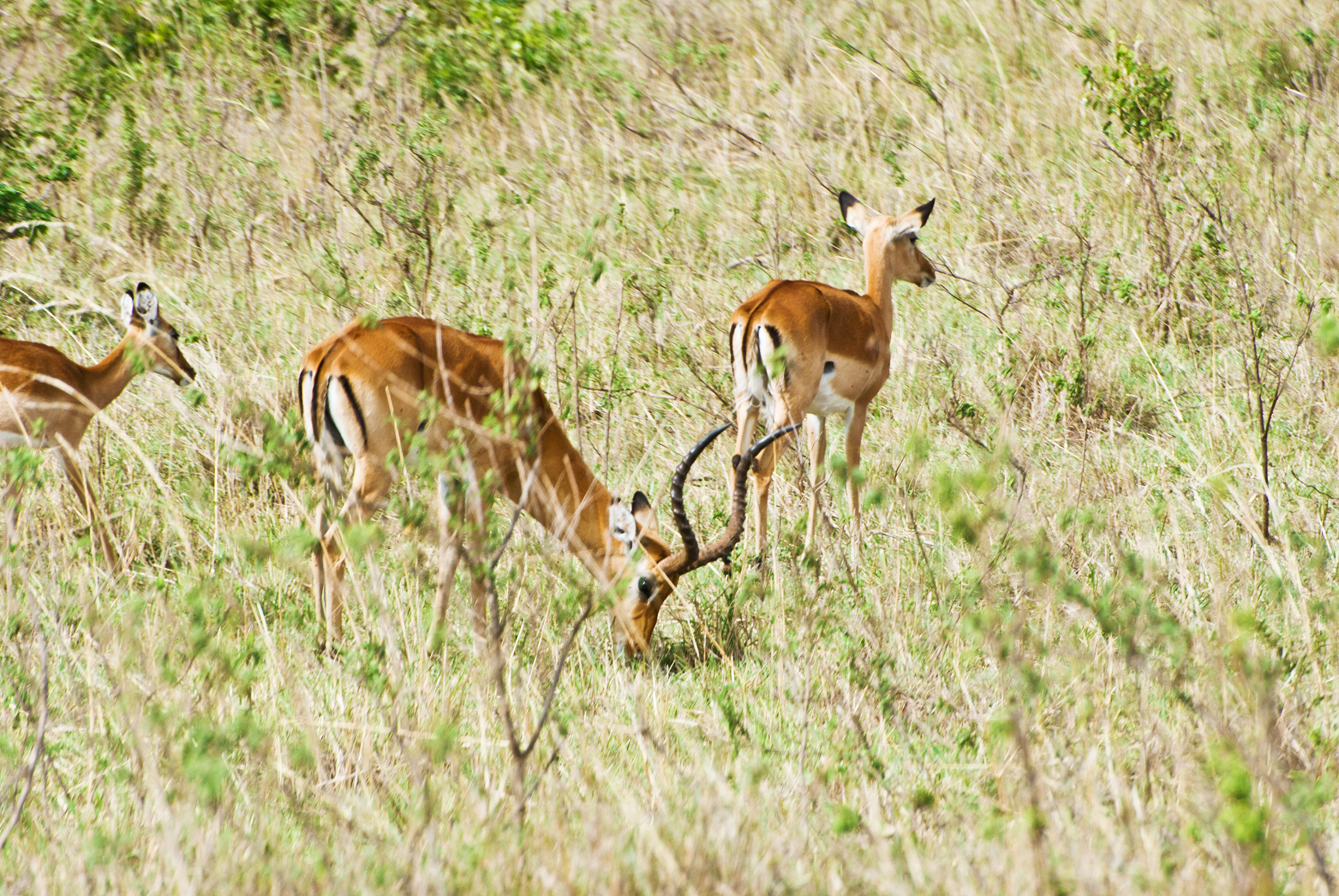 herd of thomson's gazelles aka tommies (eudorcas thomsonii) on d