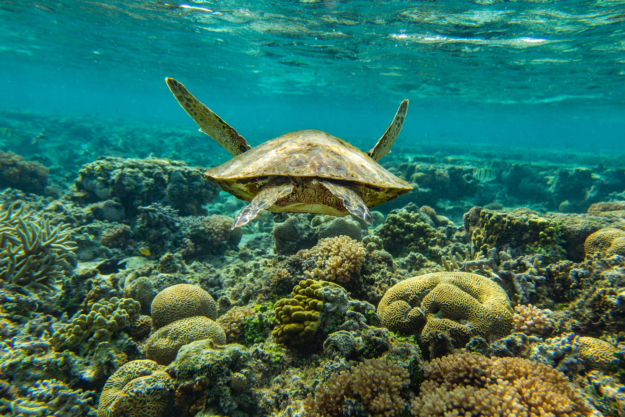 sea turtle swimming
