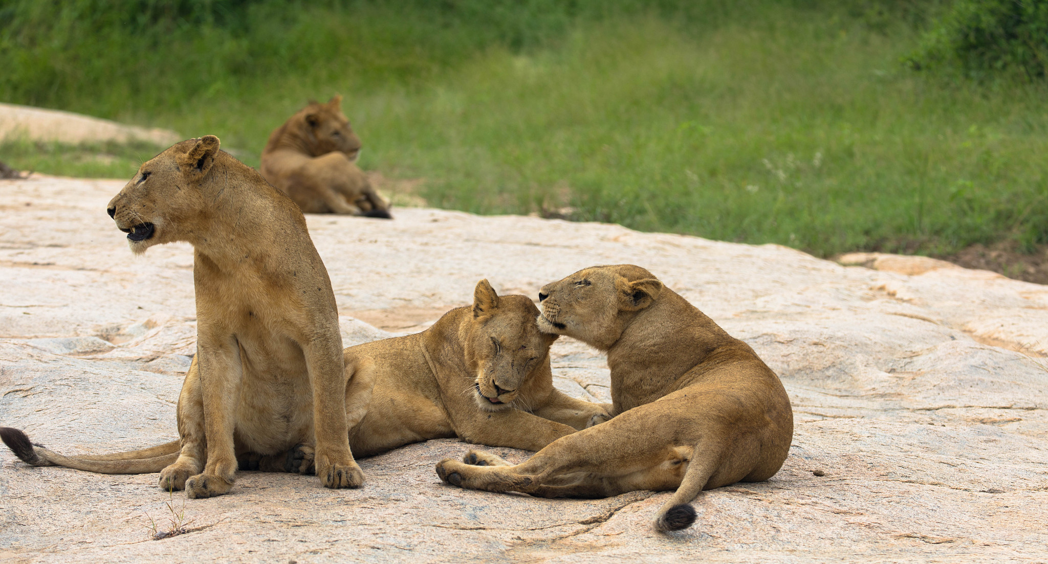 a lion herd in natural habitat