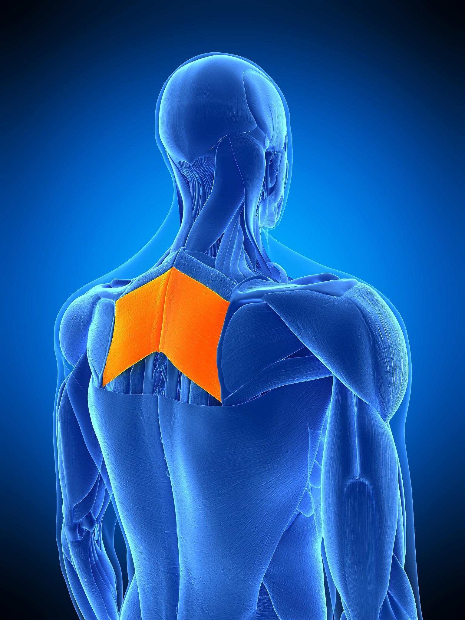 请以以下内容写一篇演讲稿冻结肩的病因由于肩关节以外的疾病如冠心病、肺炎、胆囊炎等反射性地引起肩部疼痛使肩关节活动受限;因上肢骨折、颈椎病等使上肢固定于身旁过久;肩关节周围软组织的退变如肩峰下滑囊炎、冈上肌腱炎、肱二头肌长头腱鞘炎等。