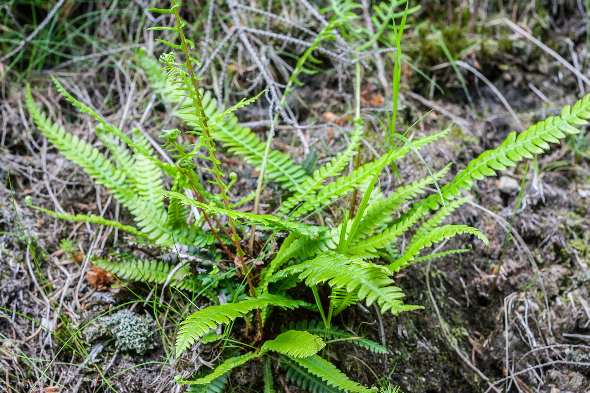 植物生物学研究范围：从细胞到生态系统