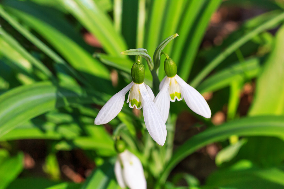 美丽的雪花莲——森林里初春盛开的白色花朵