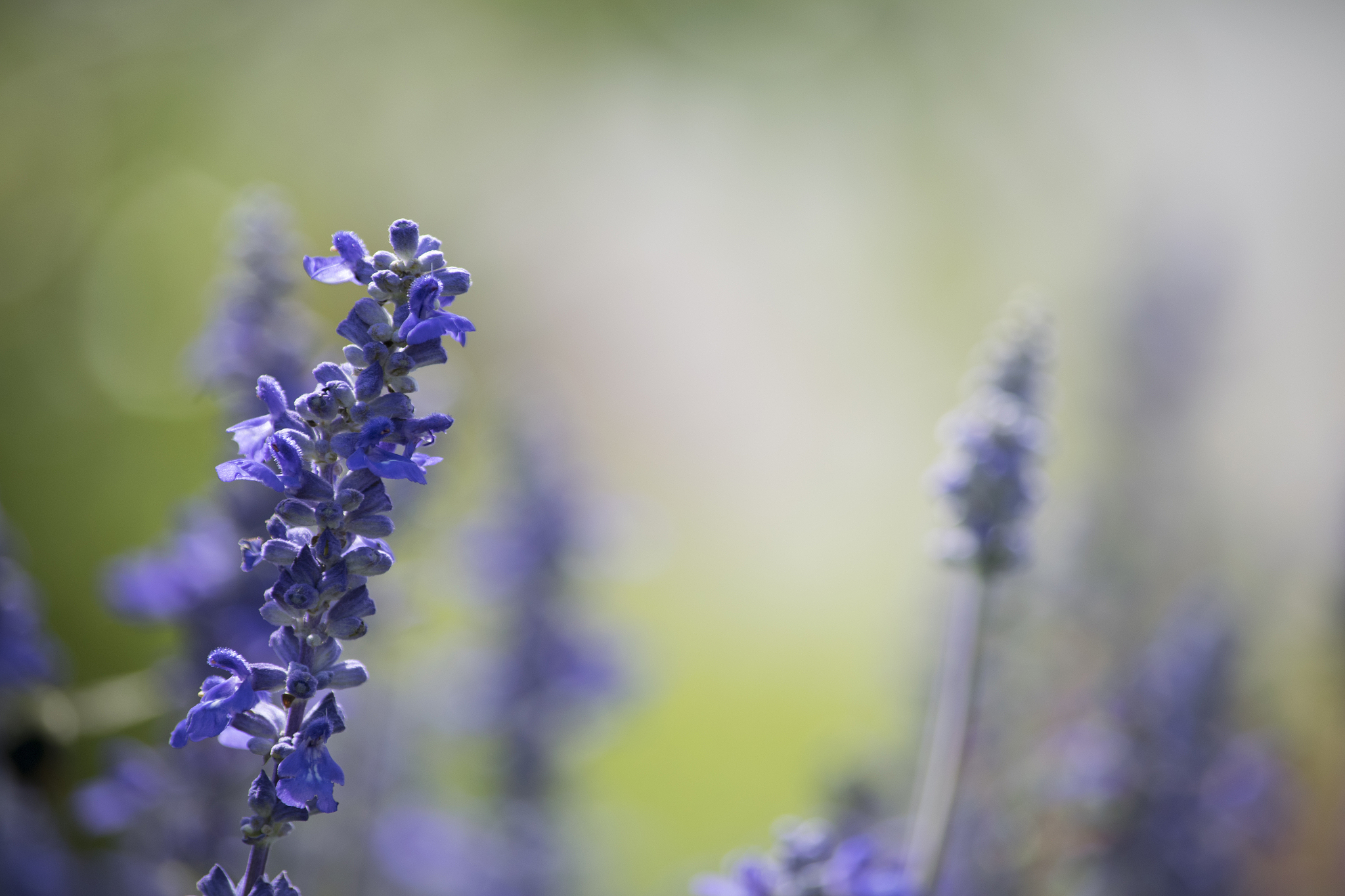 Drought Stress Enhances Soluble Sugar Accumulation in Salvia miltiorrhiza During Three Developmental Stages