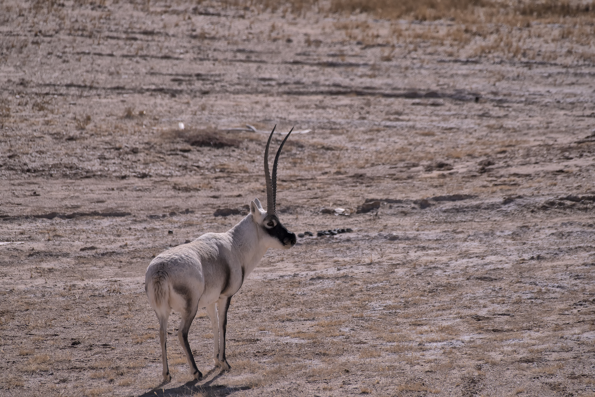 藏羚羊夏天为何爱
