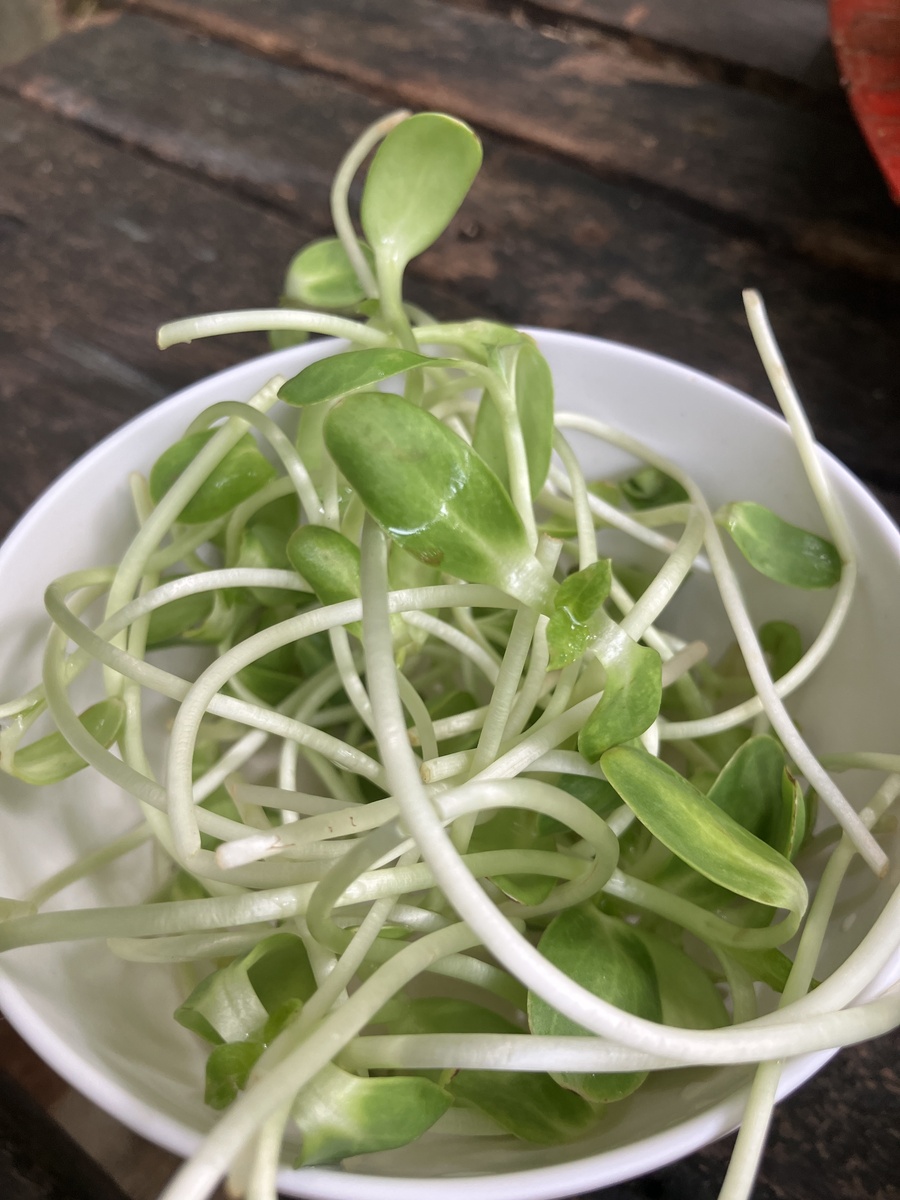 花生芽长绿叶还能吃吗？营养美味，做法多样！