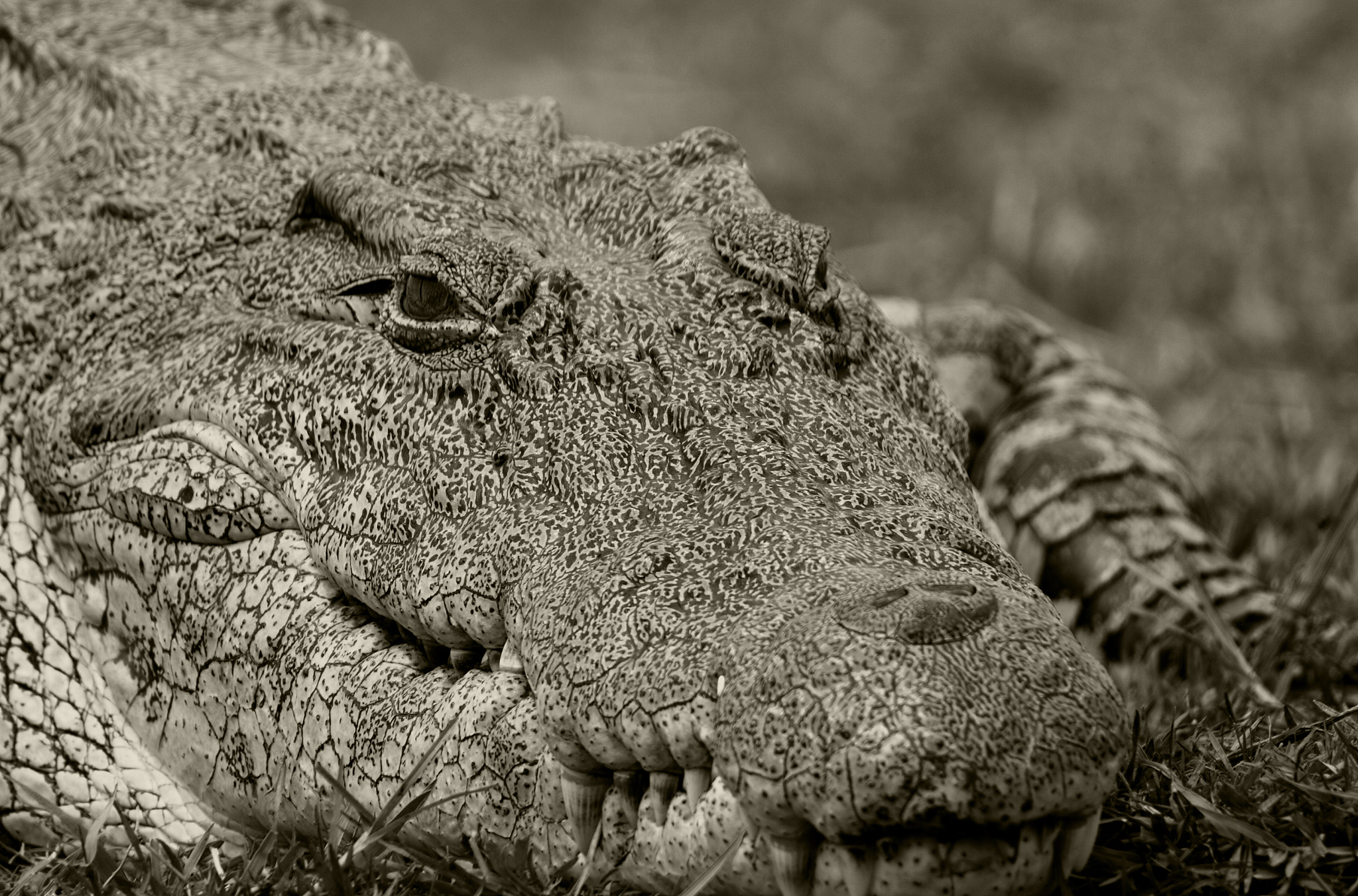 crocodile