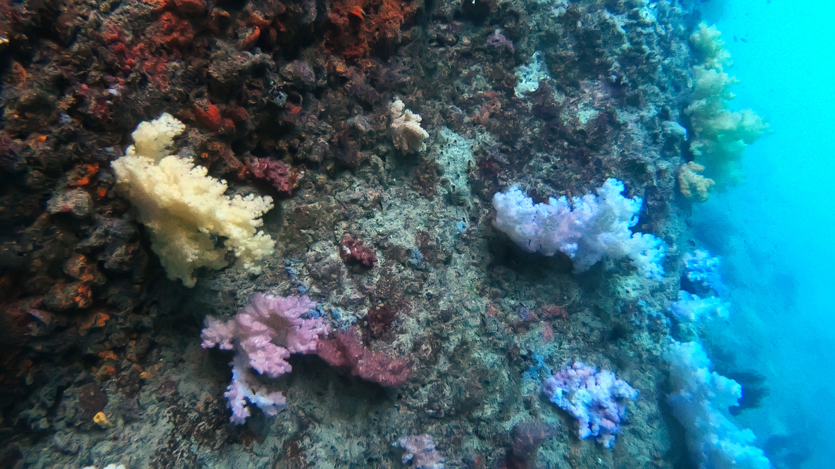 深海：神秘的海底世界 - 生物、探索与意义
