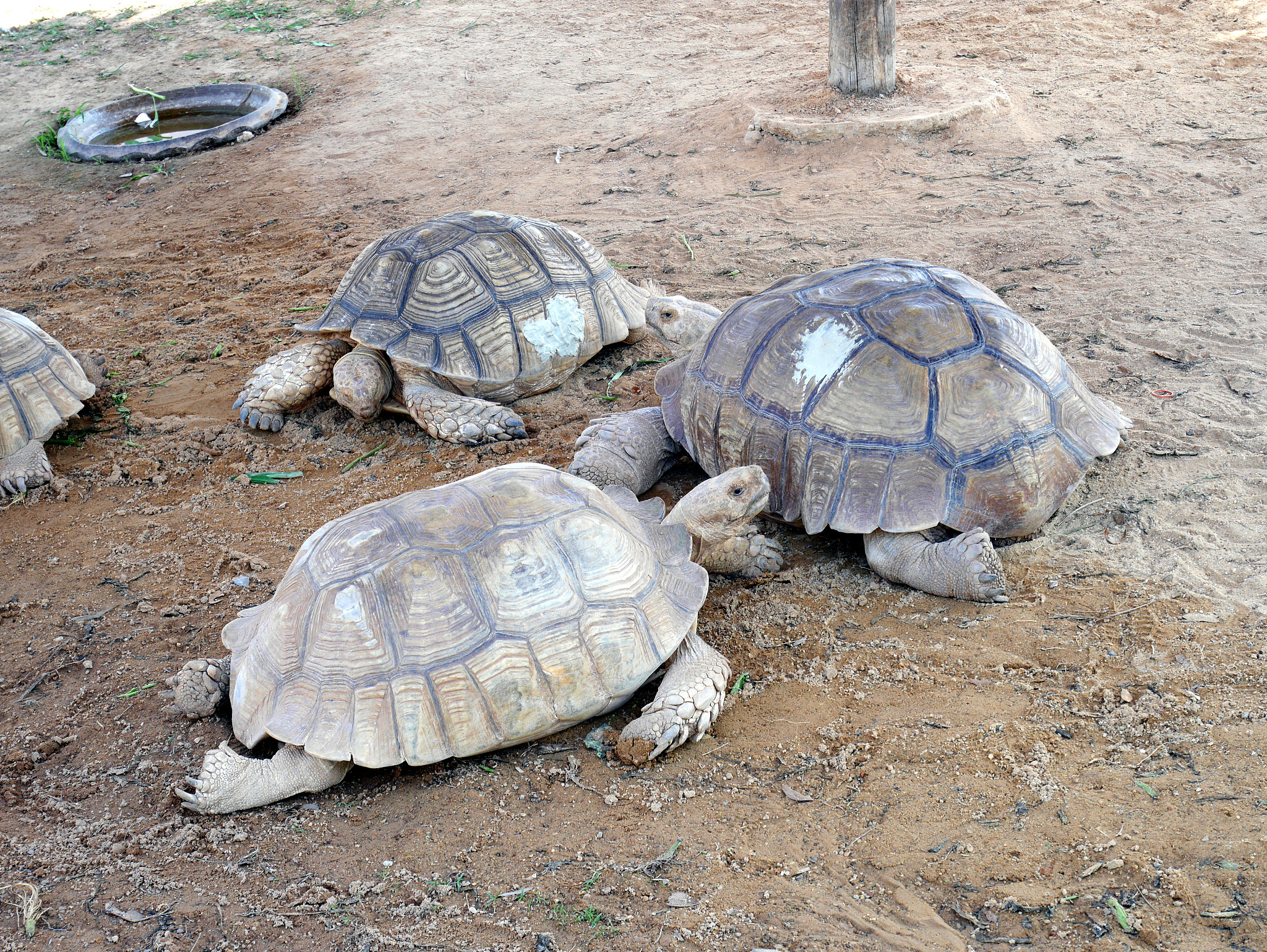 turtles