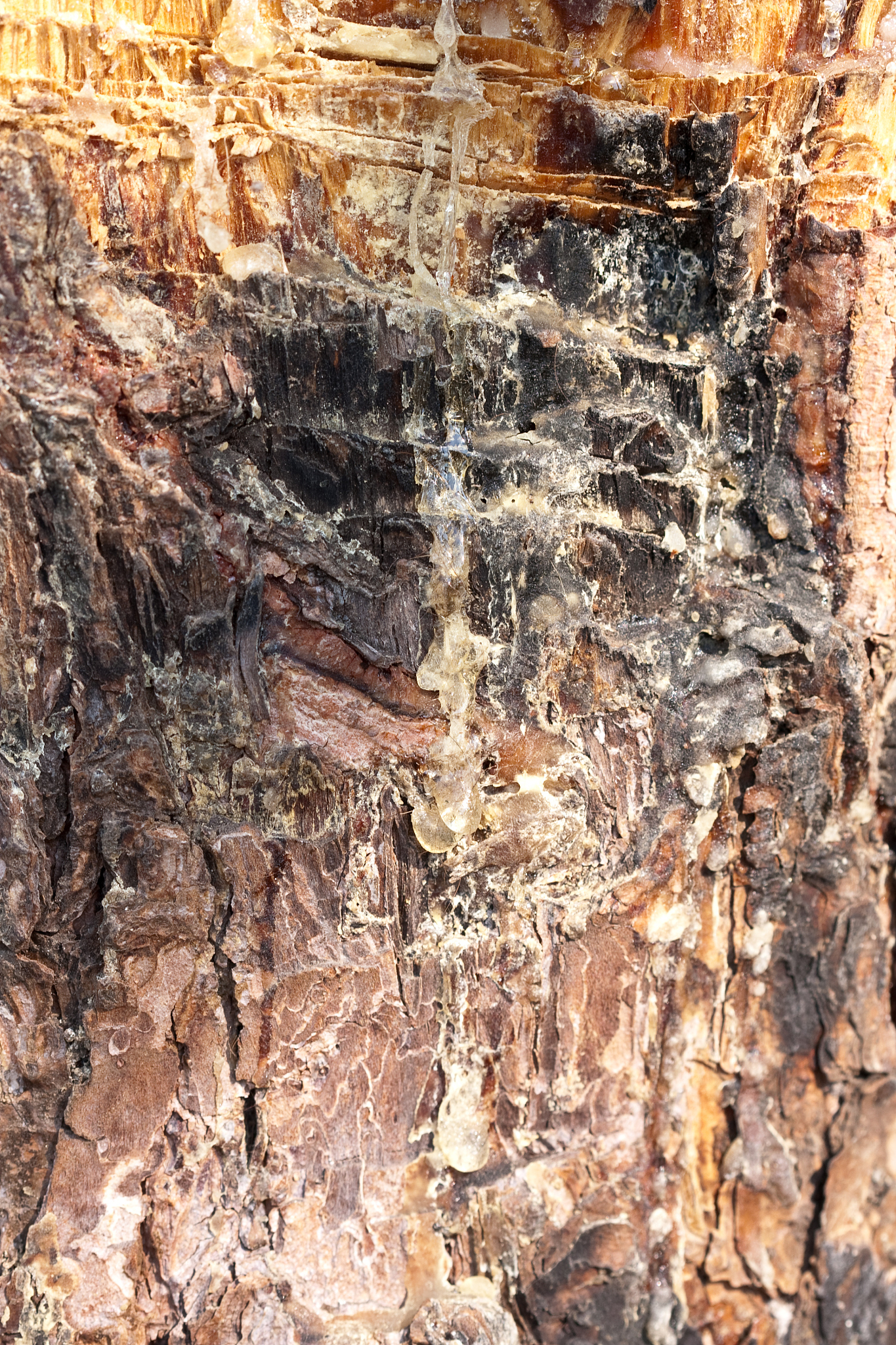 rosin drop
