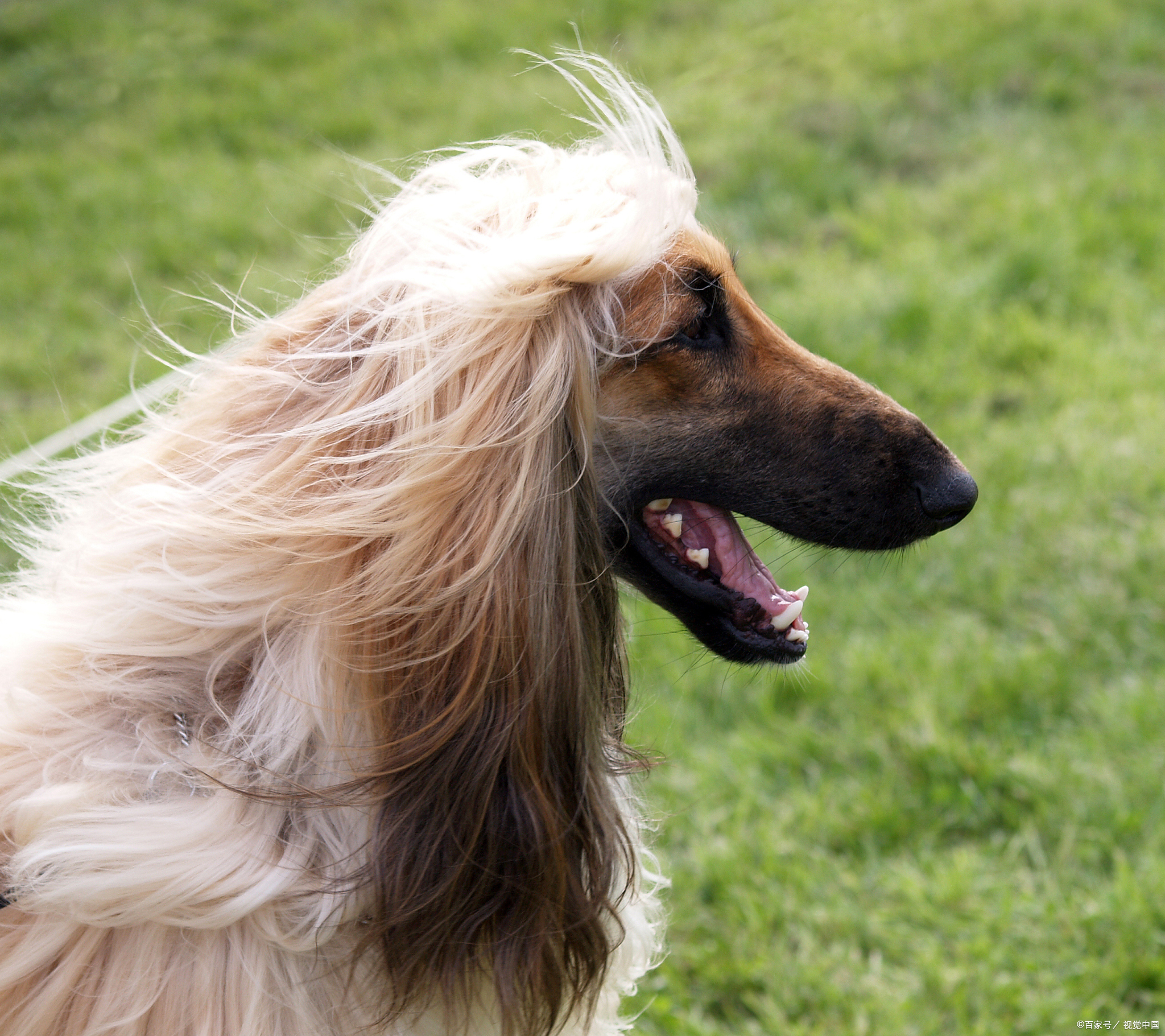 狗狗智商大揭秘：谁才是聪明“汪星人”？