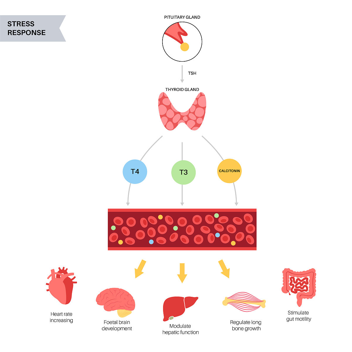 请告诉我冠状动脉粥样硬化与补体C9的关系