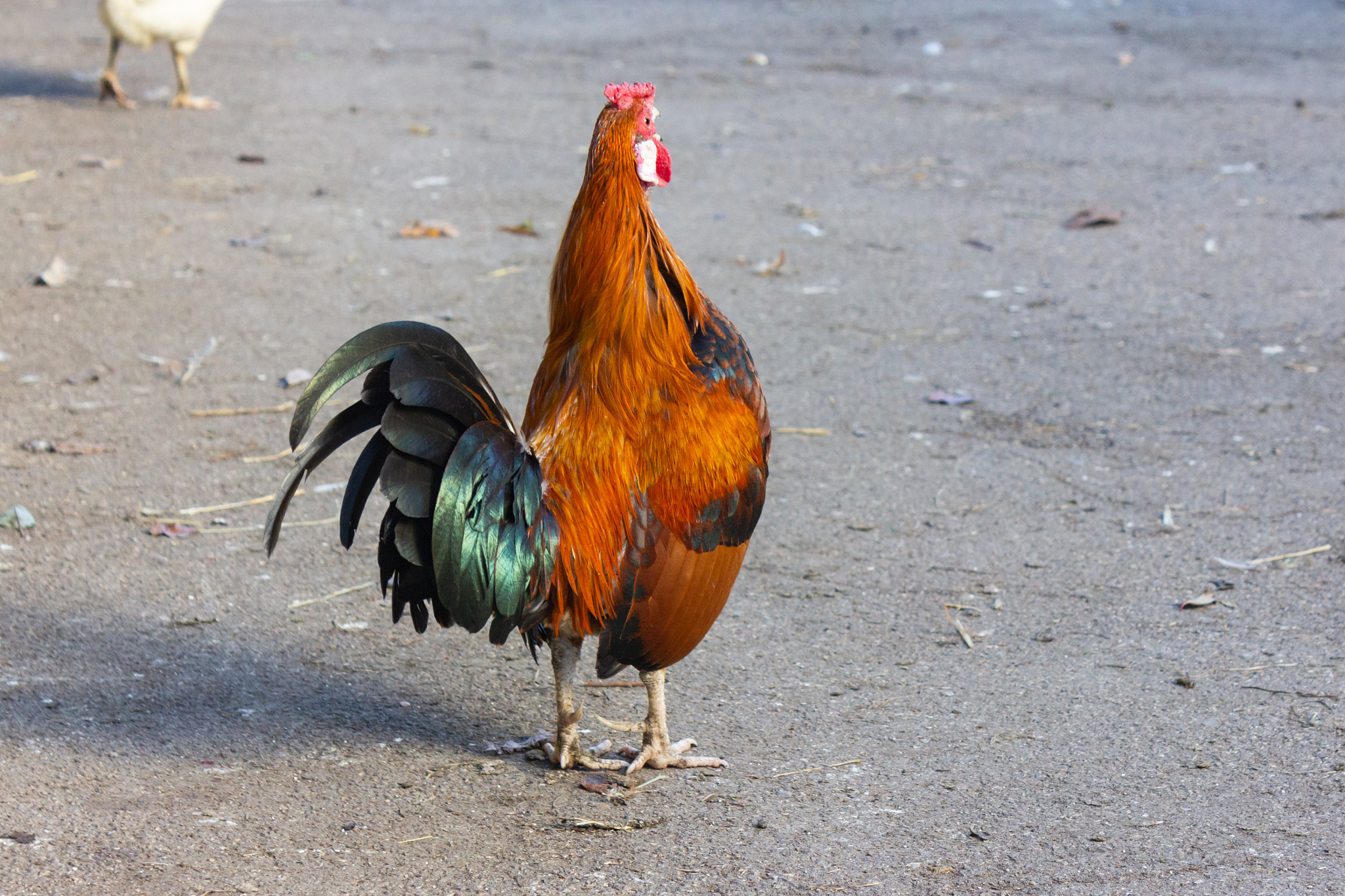 little red rooster on a chicken farm in bavaria