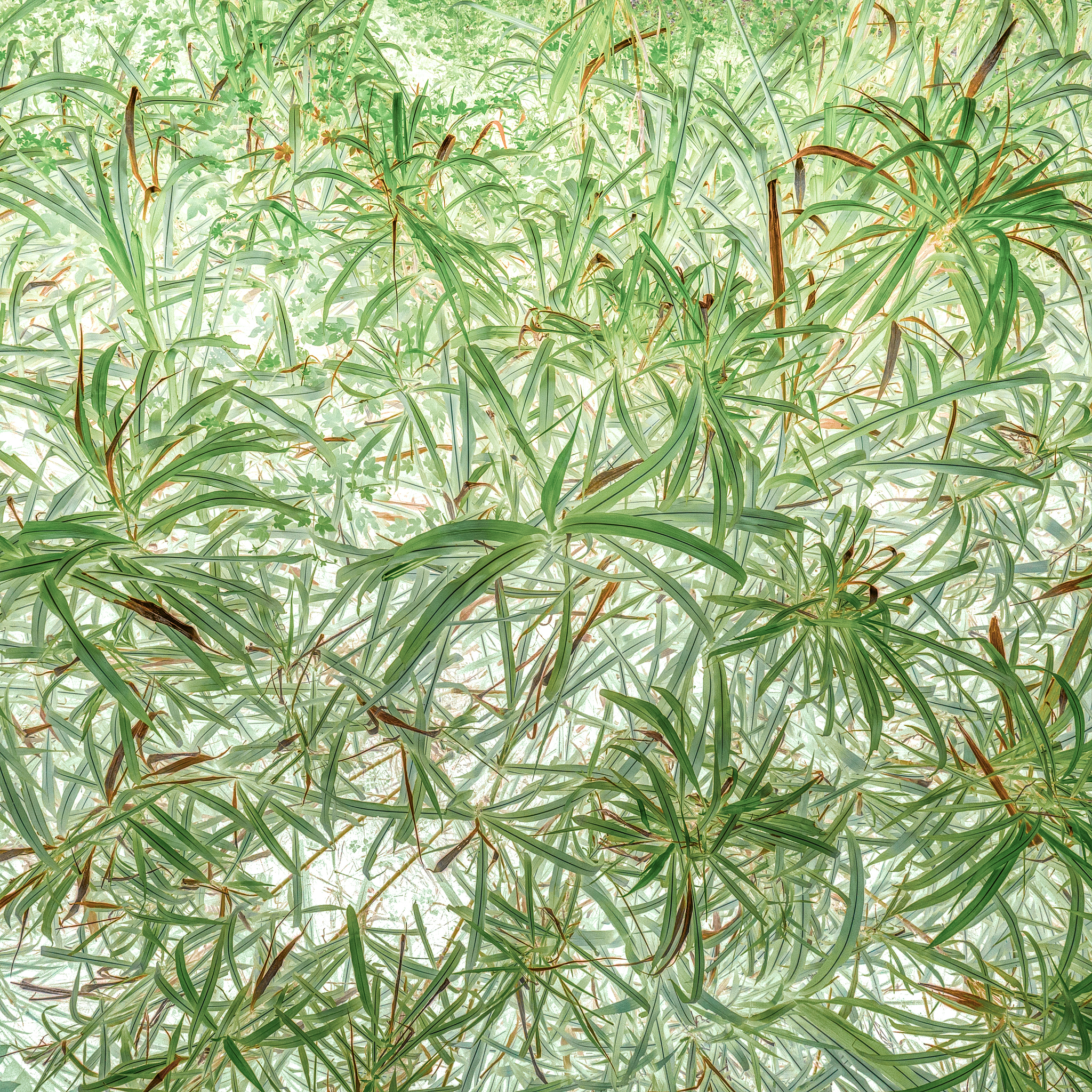 植物肌理元素