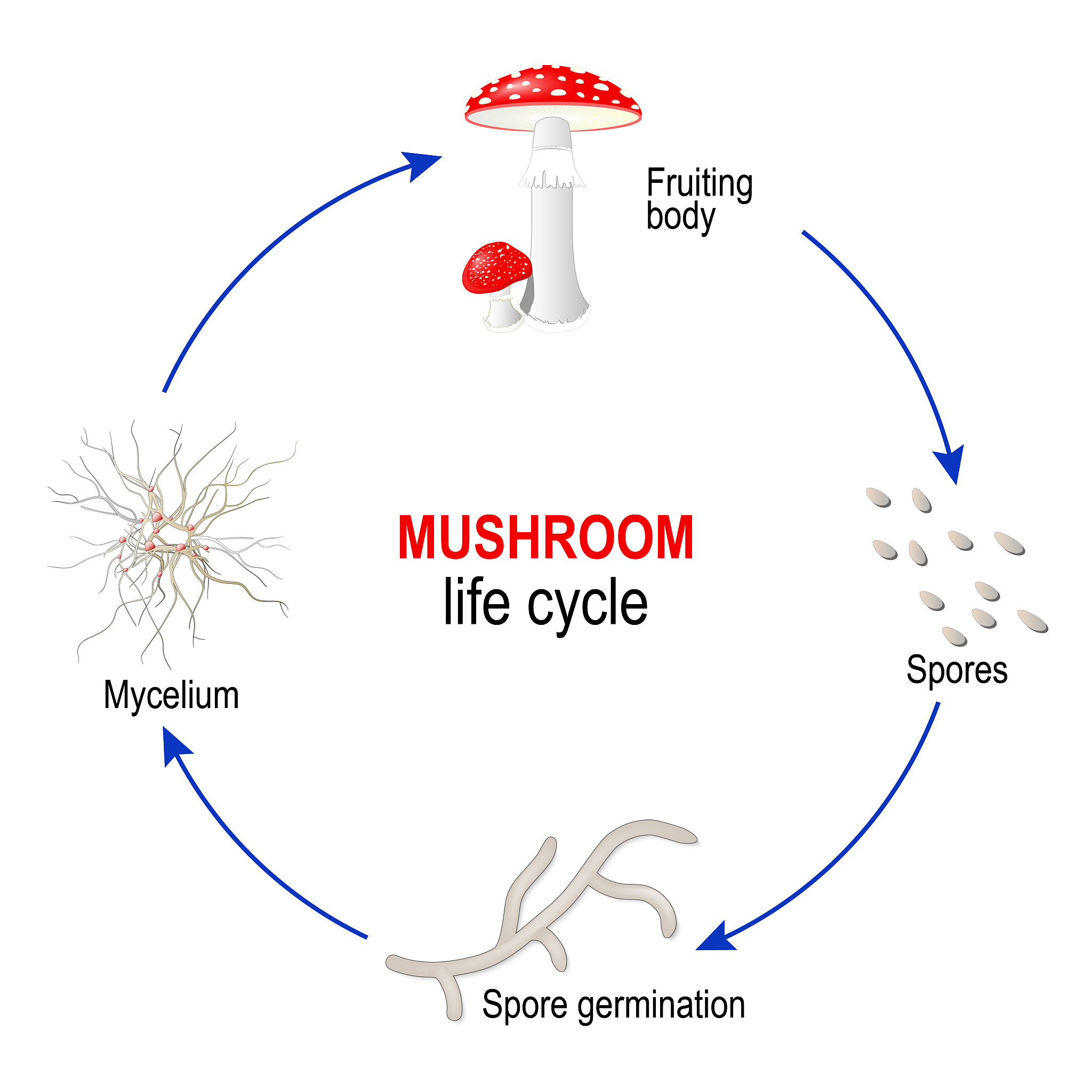 Antimicrobial Activity of Mushroom Polysaccharides: A Comprehensive Literature Review (2000-2021)