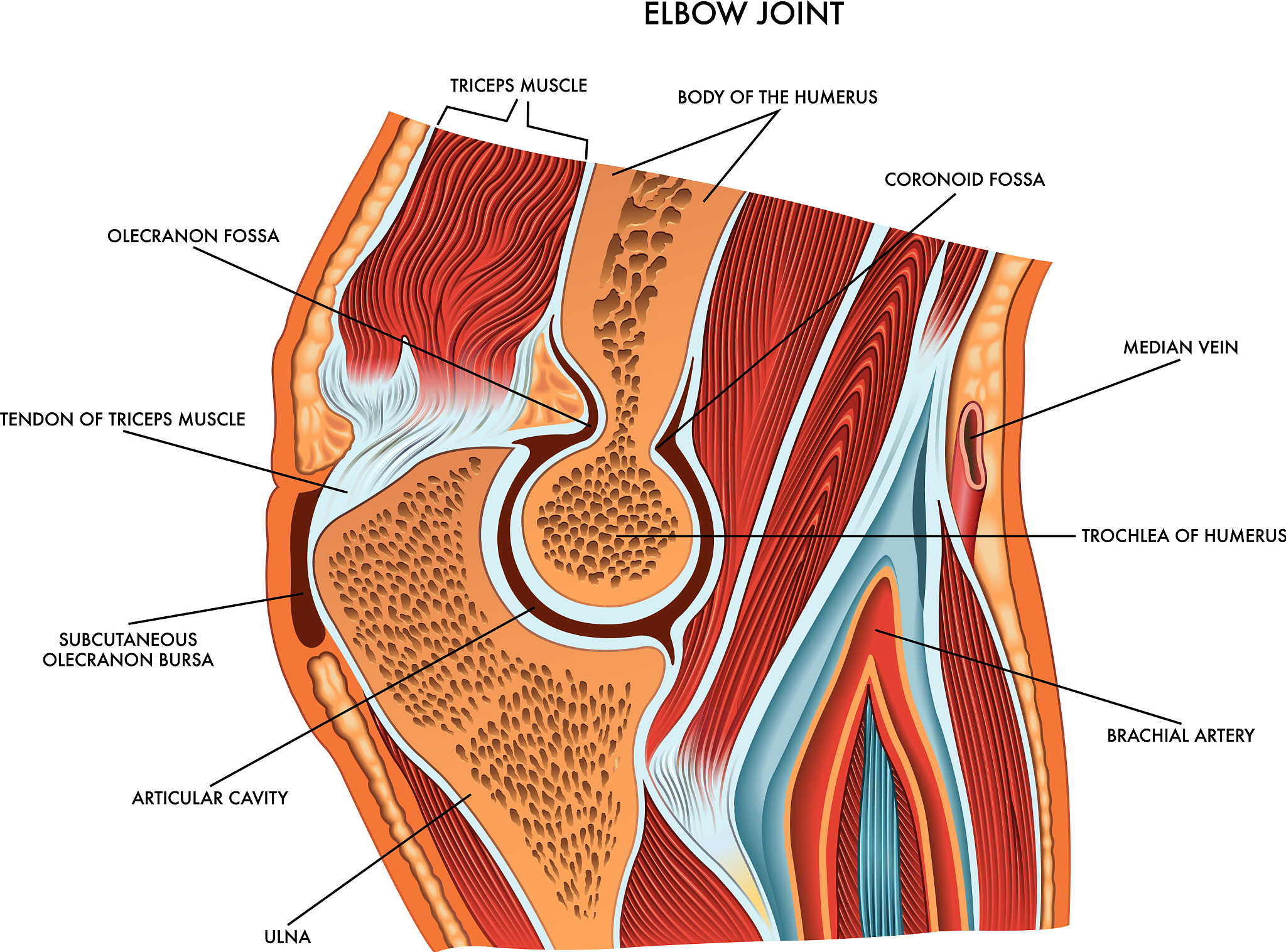 肱二头肌长头肌腱断裂：病因、治疗及预防
