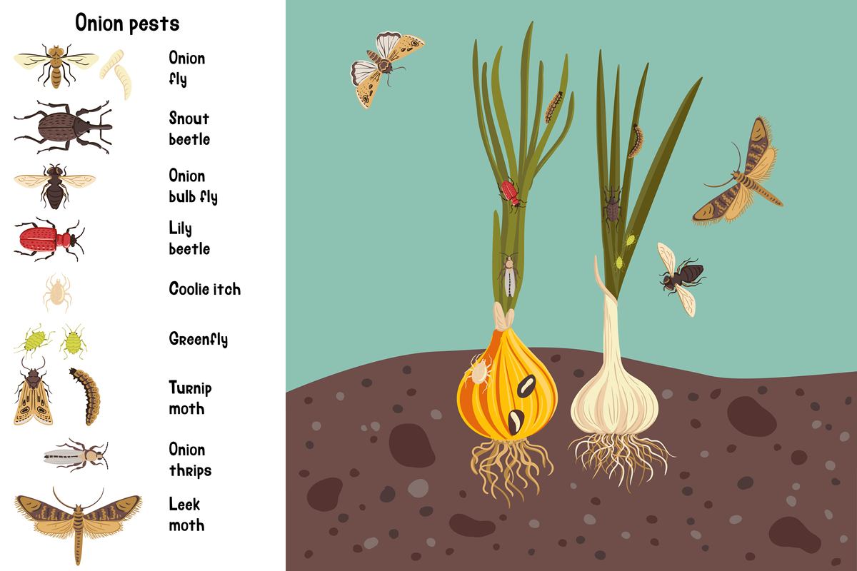 植物妈妈的生存智慧：保护种子、吸引传播、抵御攻击