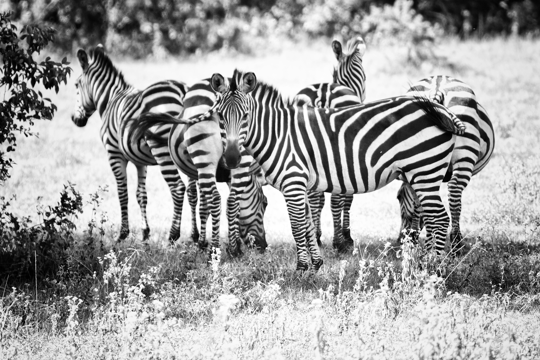 herd of zebras in the serengeti national park in tanzania
