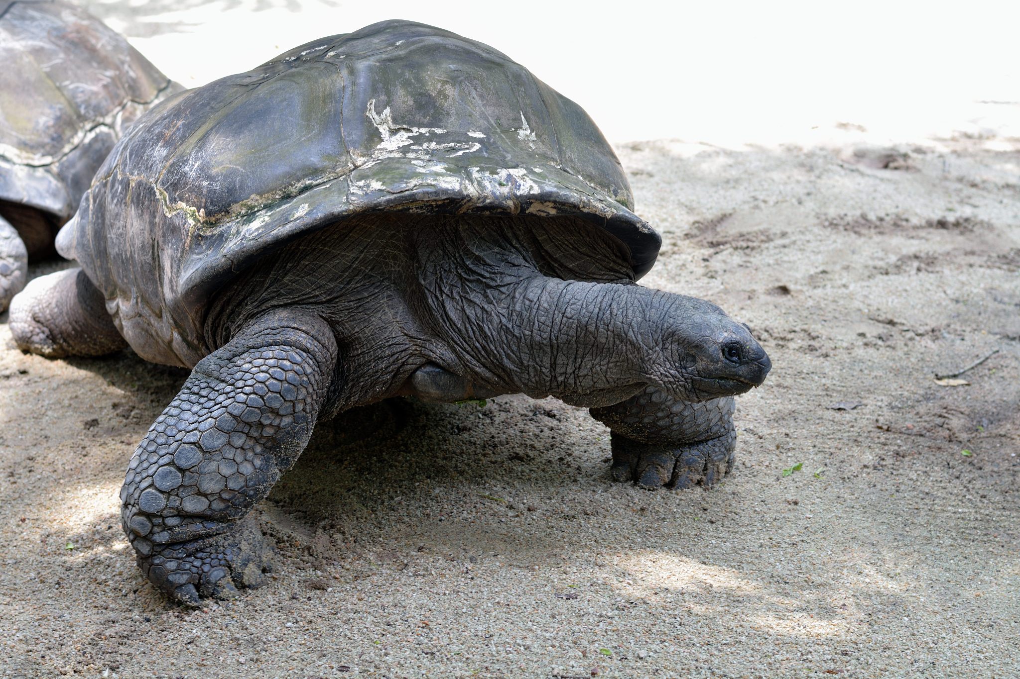 giant tortoise