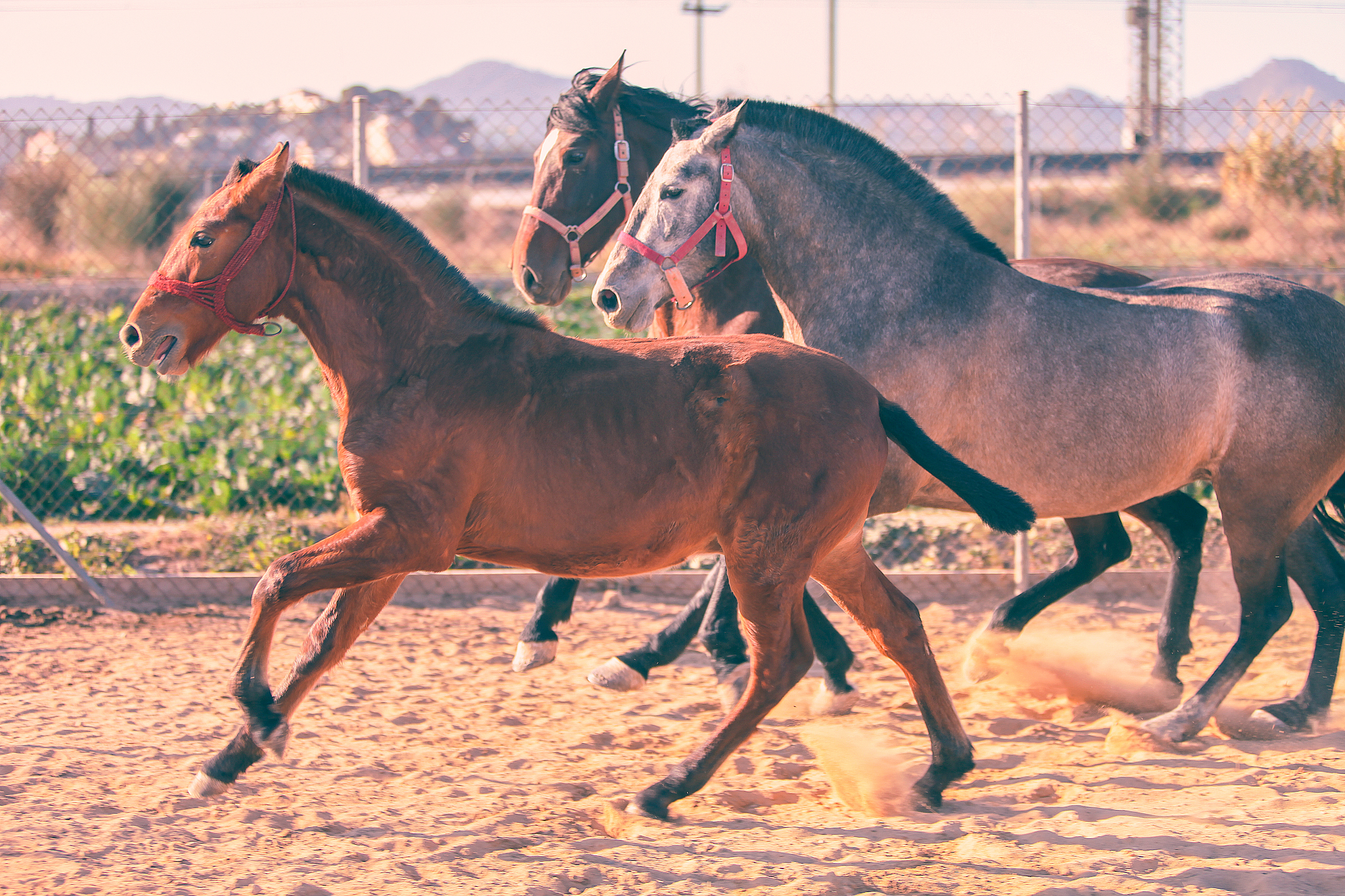horses running