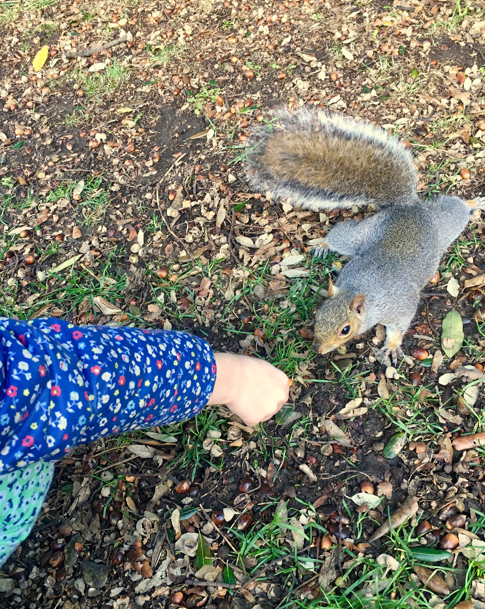 hungry squirrel