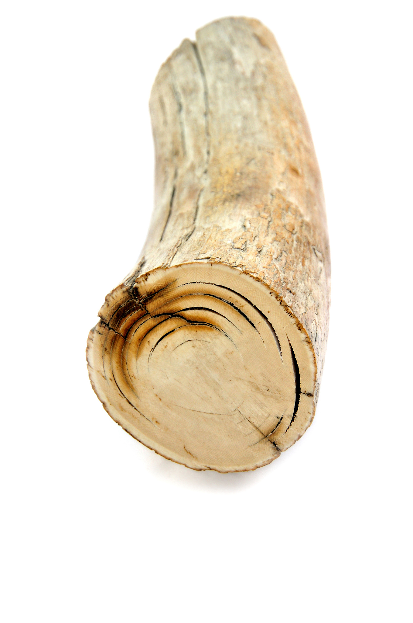 保存在圣奥尔本斯 Verulamium 博物馆档案馆的猛犸象牙齿化石