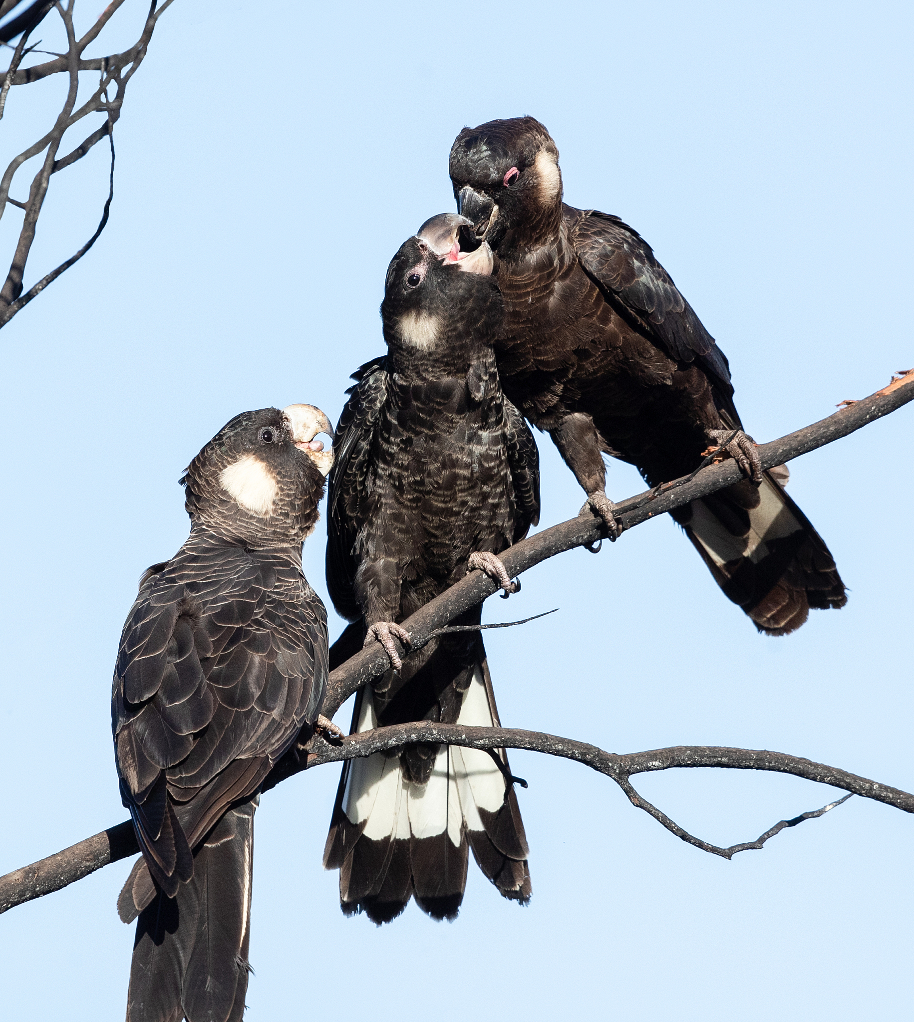 feeding time