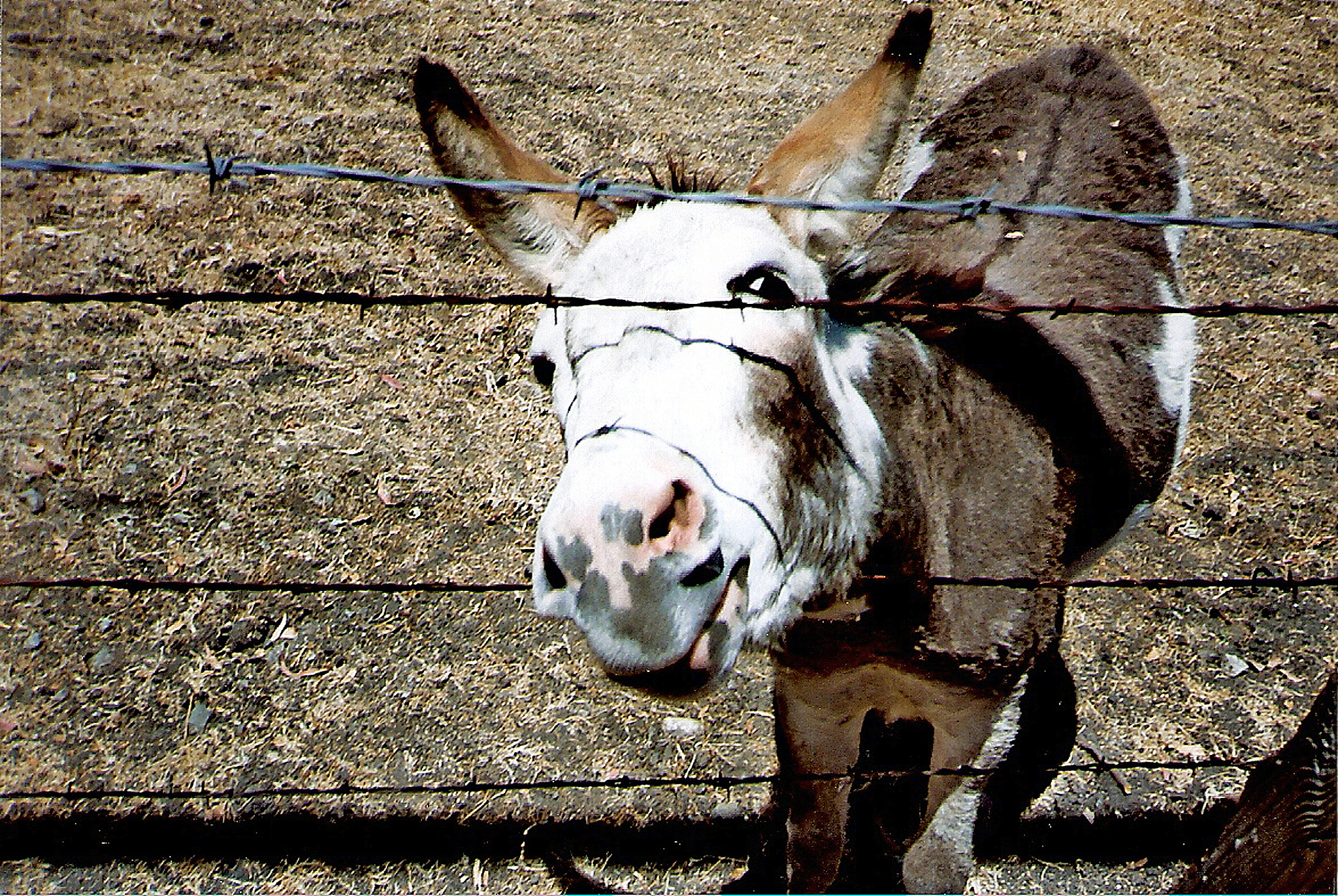 brown and white spotted miniature donkey seeking attention