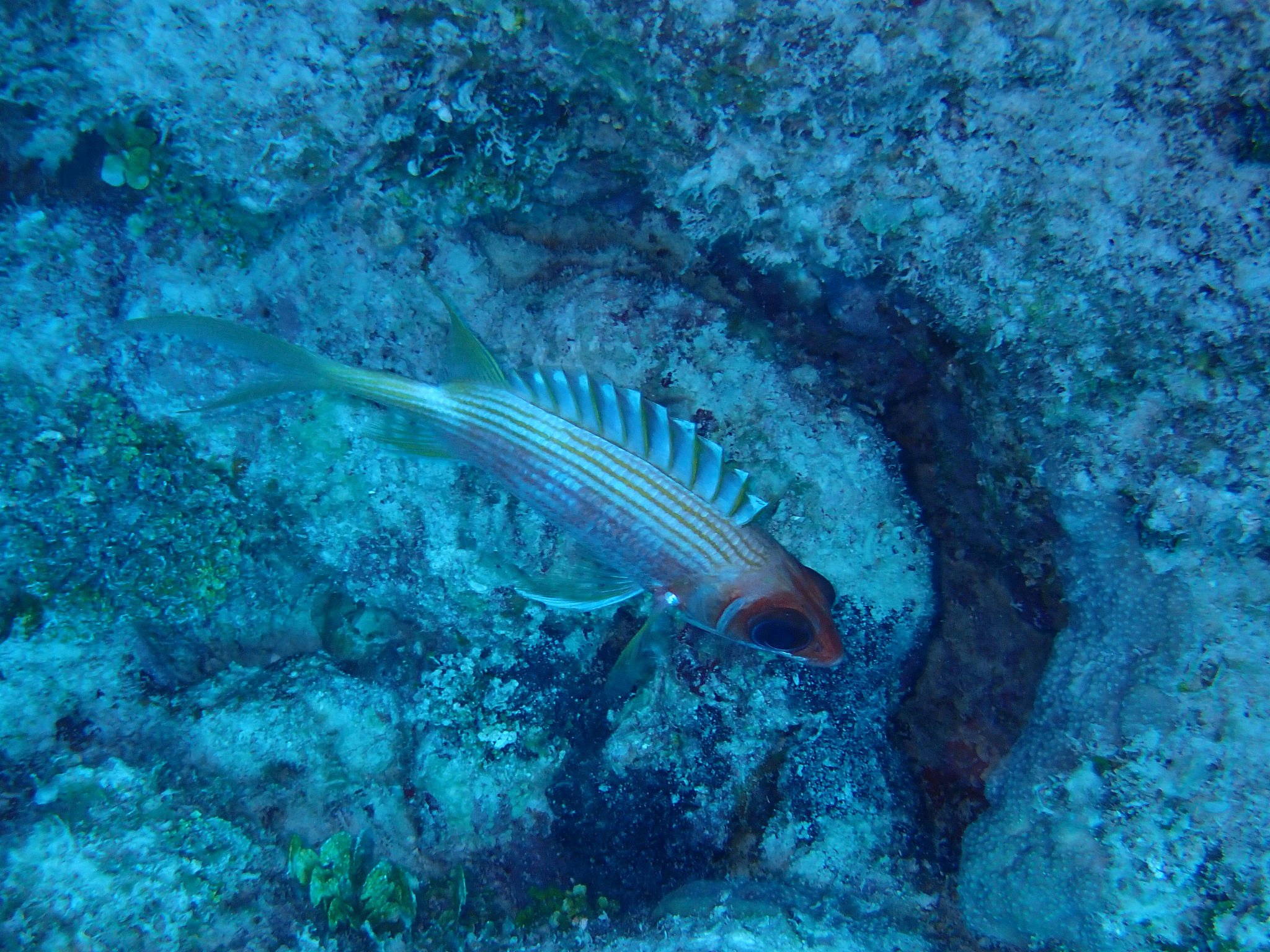 A common first-order narrative envisions the Paleo-Tethys as a single wedge-shaped basin that ultimately closed by the arrival of a ribbon-shaped string of Gondwana-derived microcontinents the Cimmeri