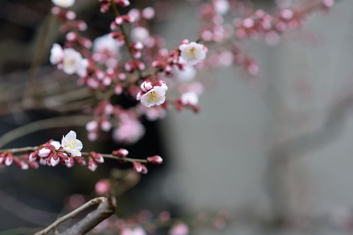 古代诗词里的樱花：十首诗歌赏析