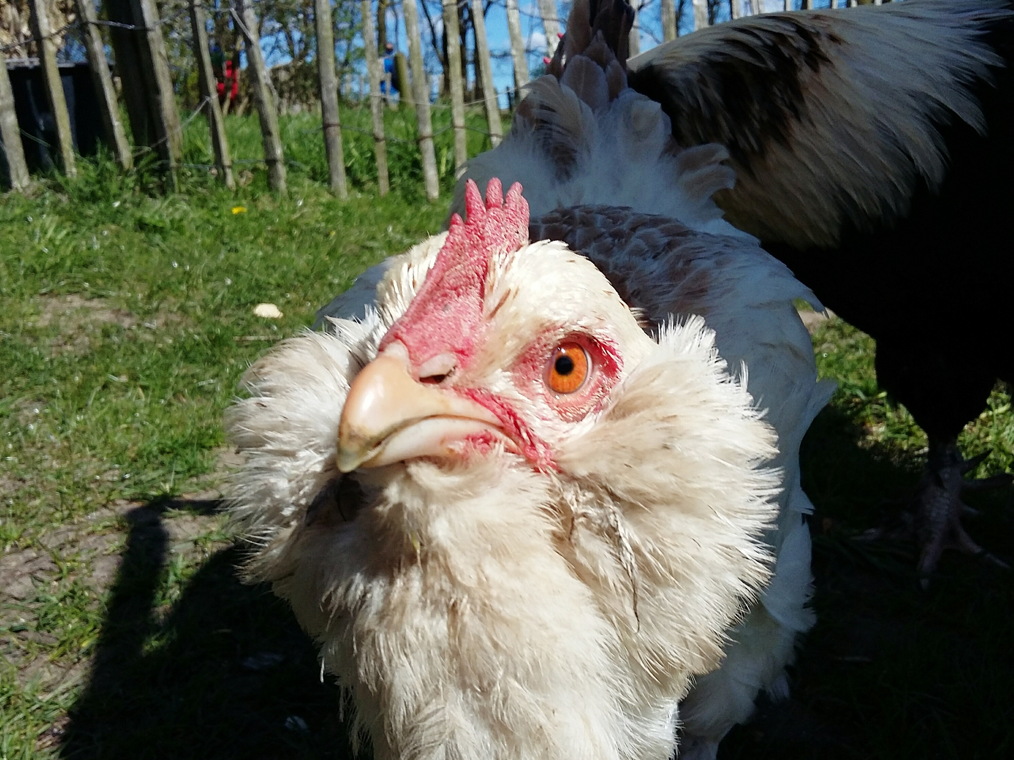 close-up of chicken birds at farm