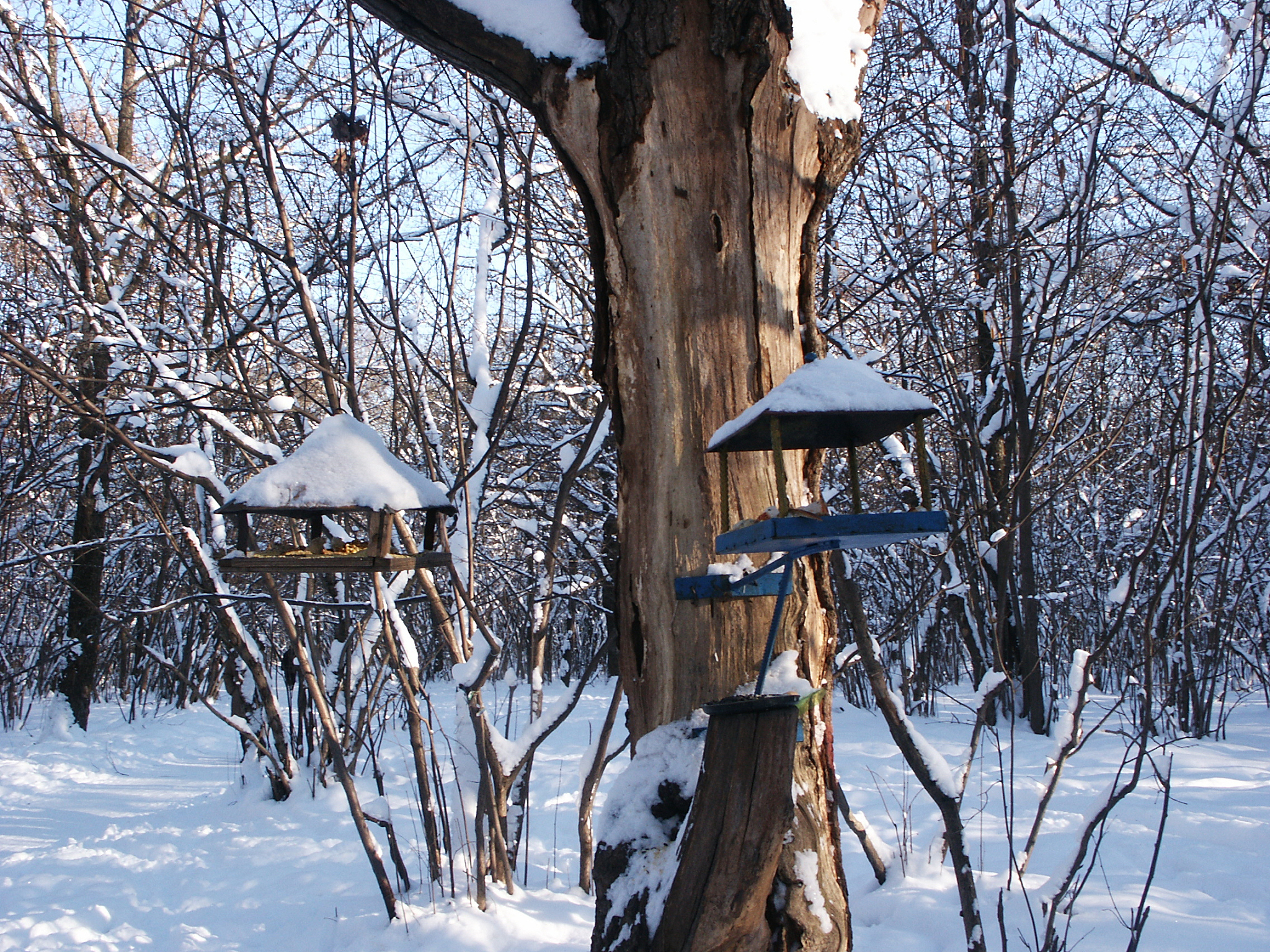 英文润色In this paper we will not distinguish BALs and mini-BALs with a width of 500–2000 km s−1 Hamann & Sabra 2004 because the absorption index of these two classes of absorption troughs present a conti