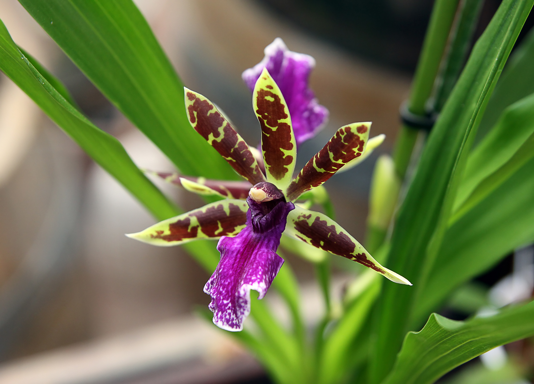orchid ancistrochilus