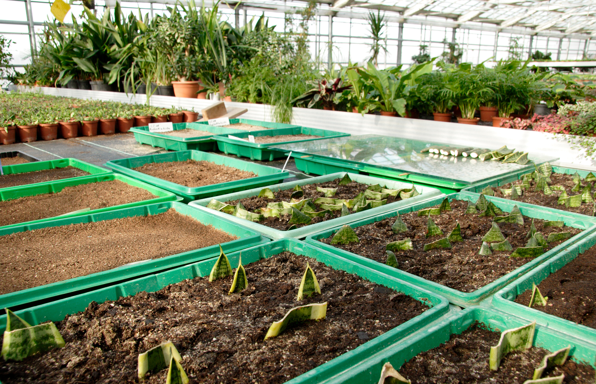 植物新品种试验、登记、审定流程详解