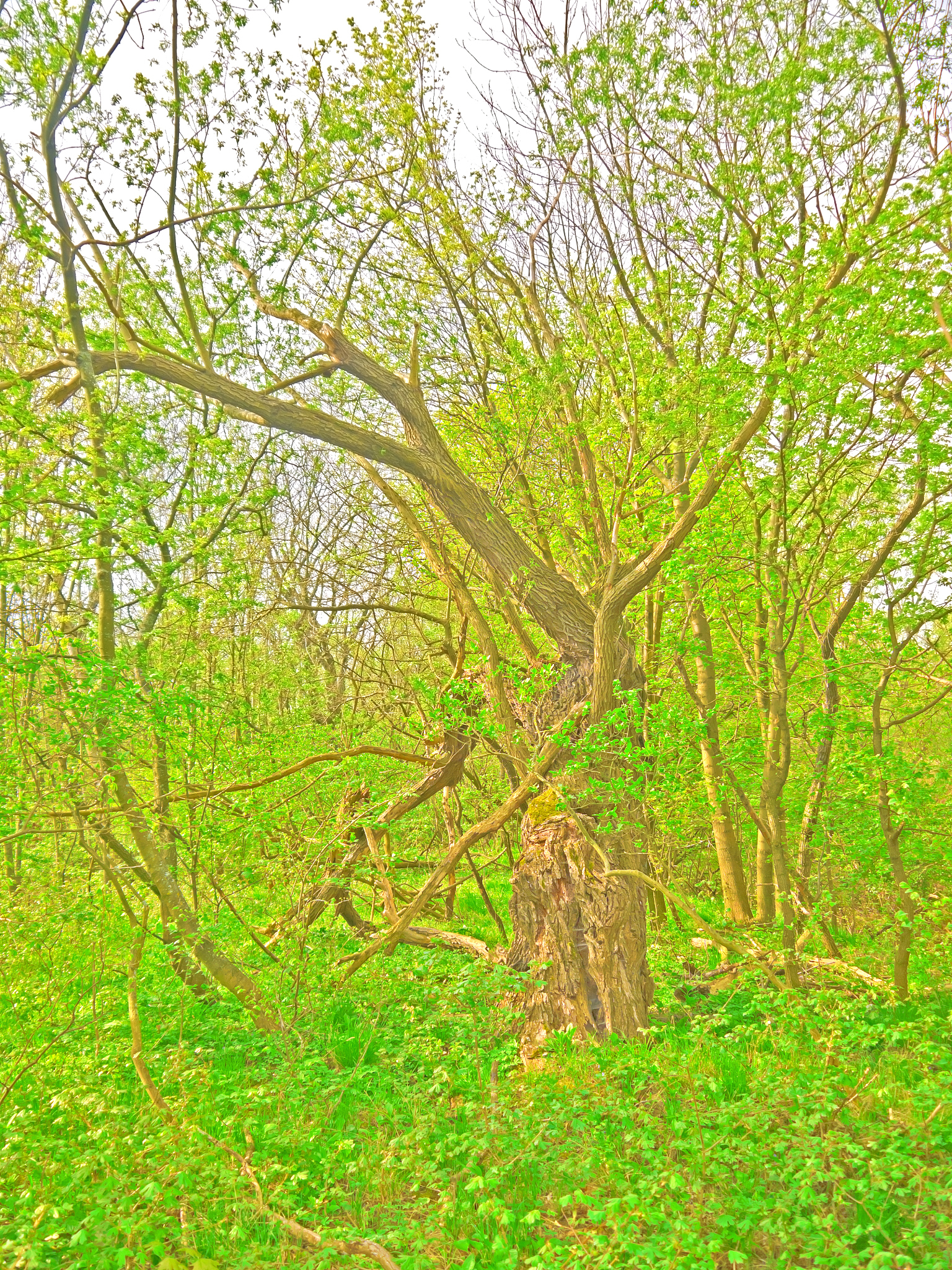 柳树：用途广泛、价值非凡的树种