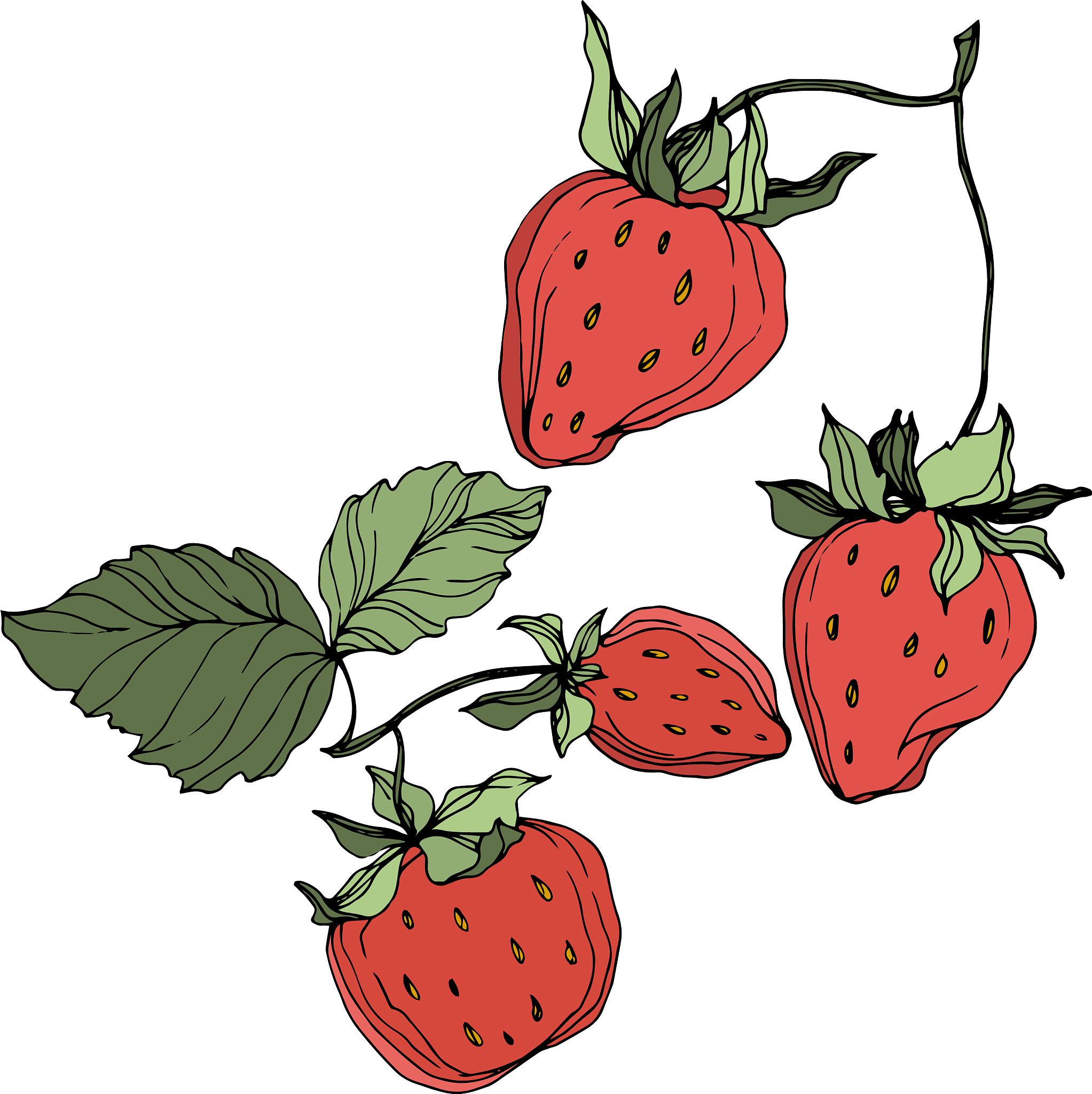 how to plant strawberry