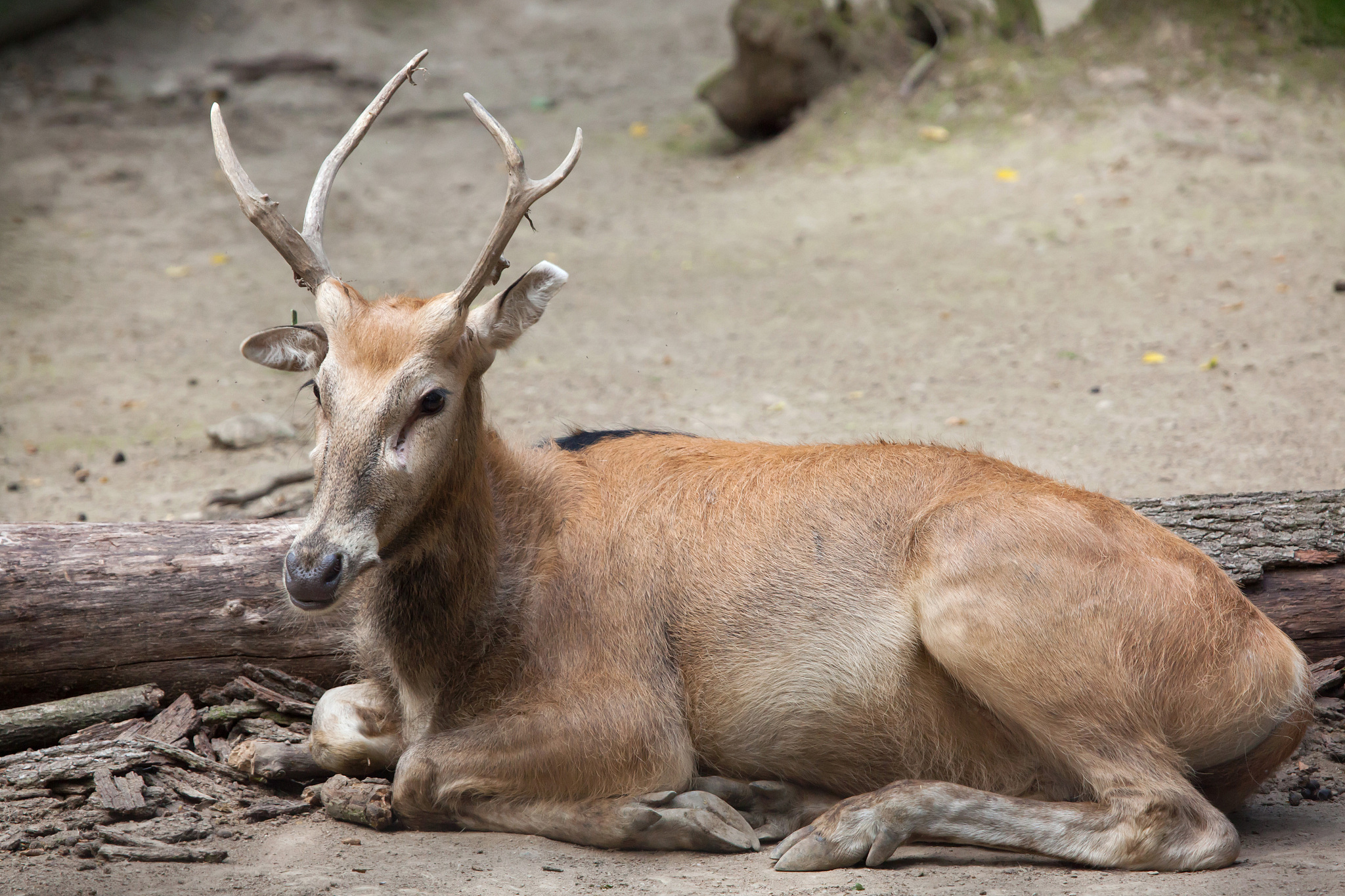 pere david's deer (elaphurus davidianus)