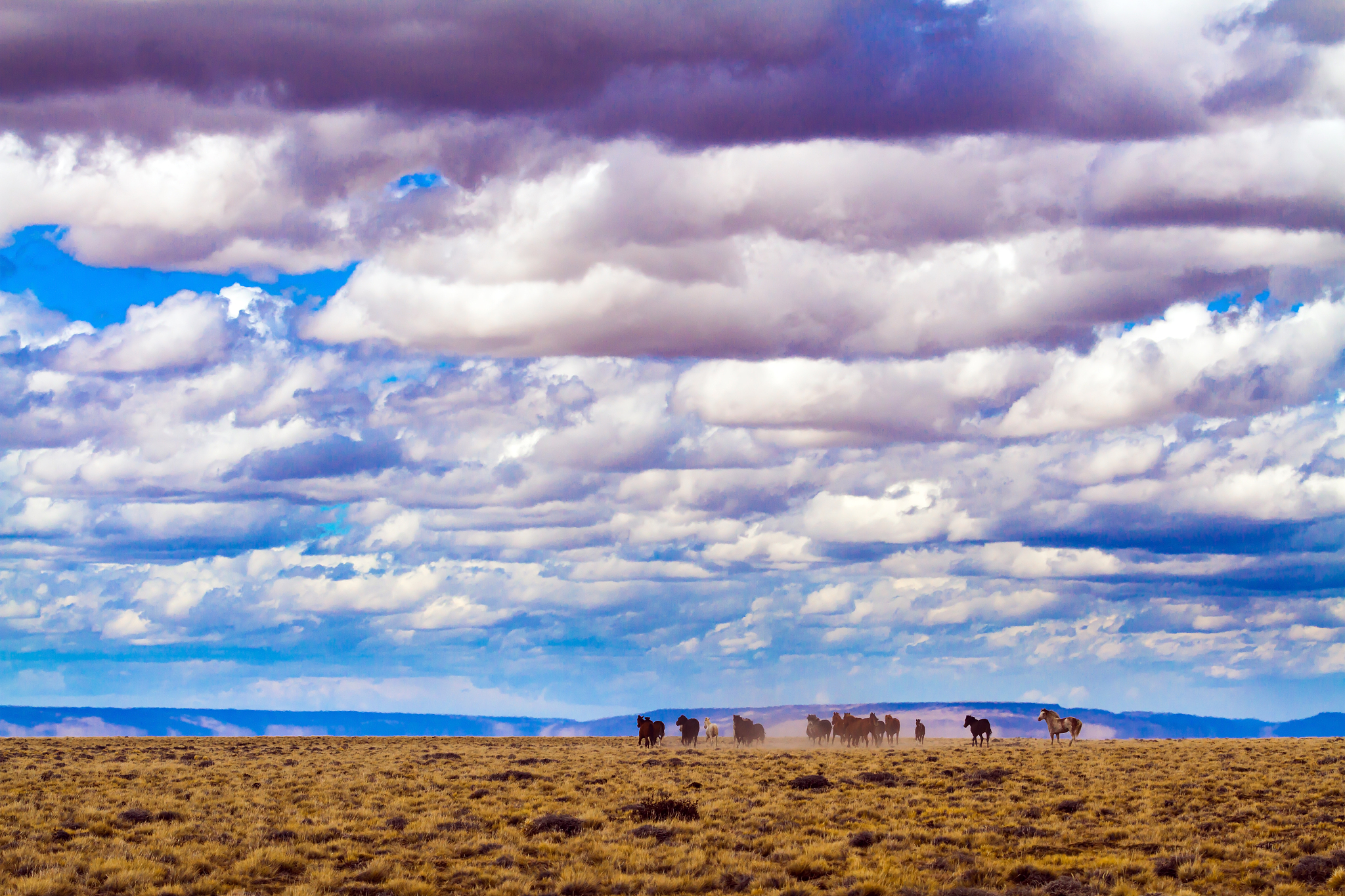 herd of gorgeous mustangs