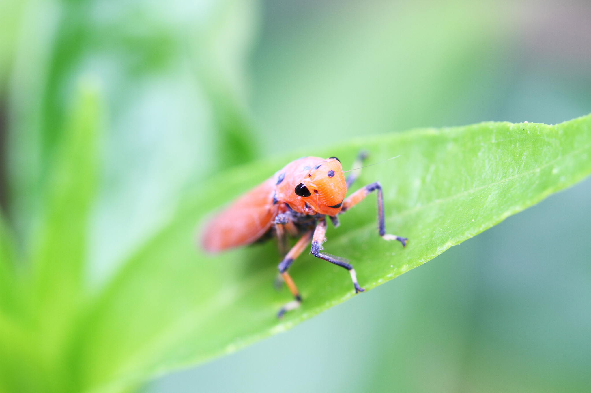 red leafhopper