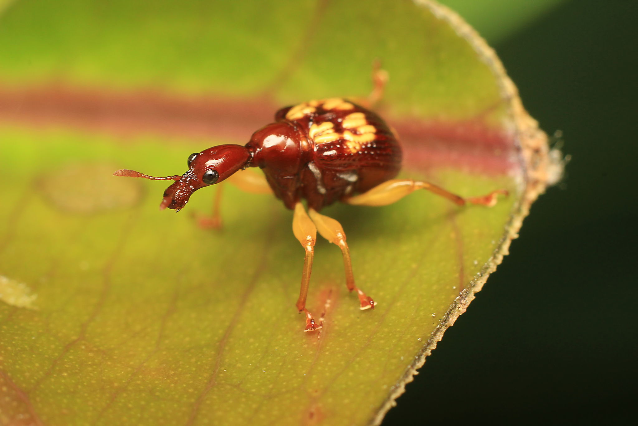 red giraffe weevil or leaf rolling weevil in close up macro