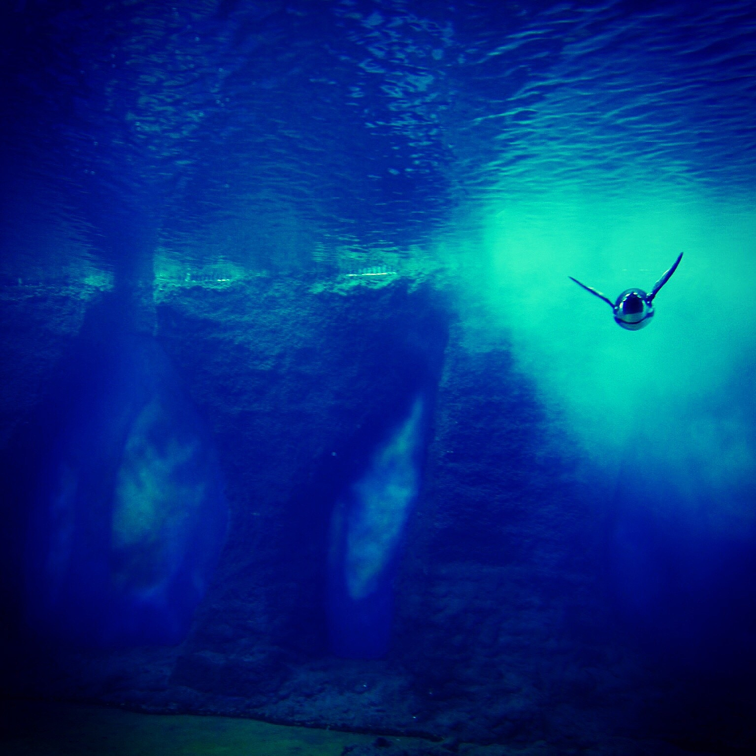 penguin swimming in sea