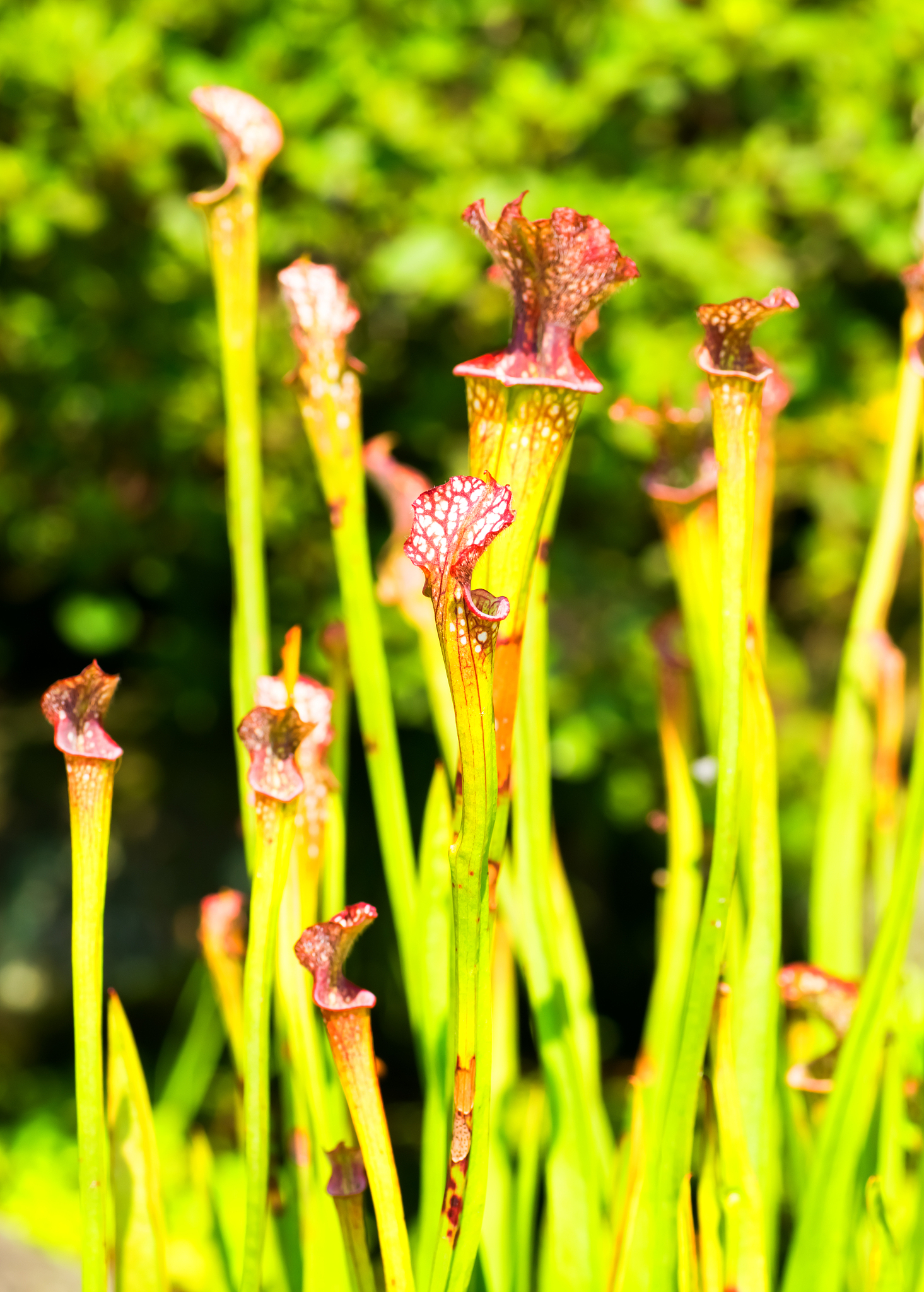 sarracenia leucophylla, sarraceniaceae, north america southeaste