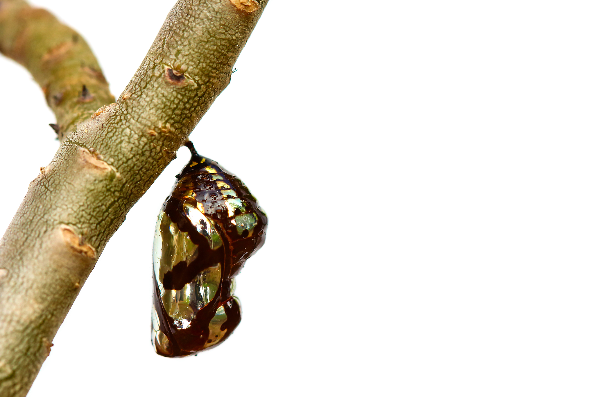 Make me a story were a demon a christian and a person go and go to a field trip in their car