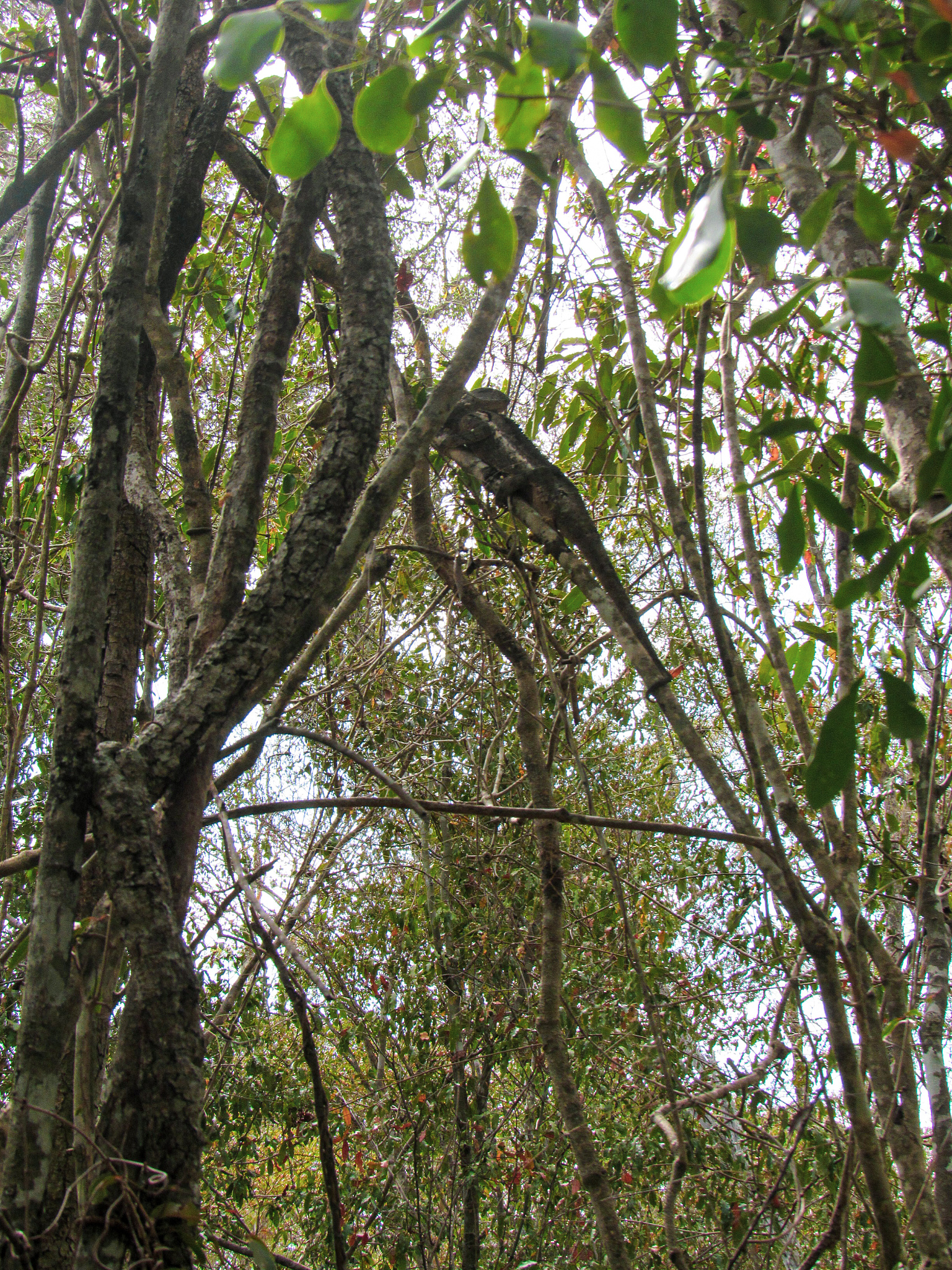 ring tailed lemur at their natural green habitat in madagascar.