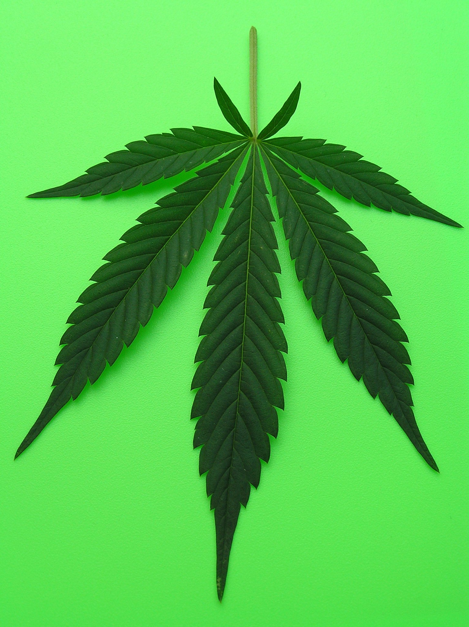 cannabis leaf