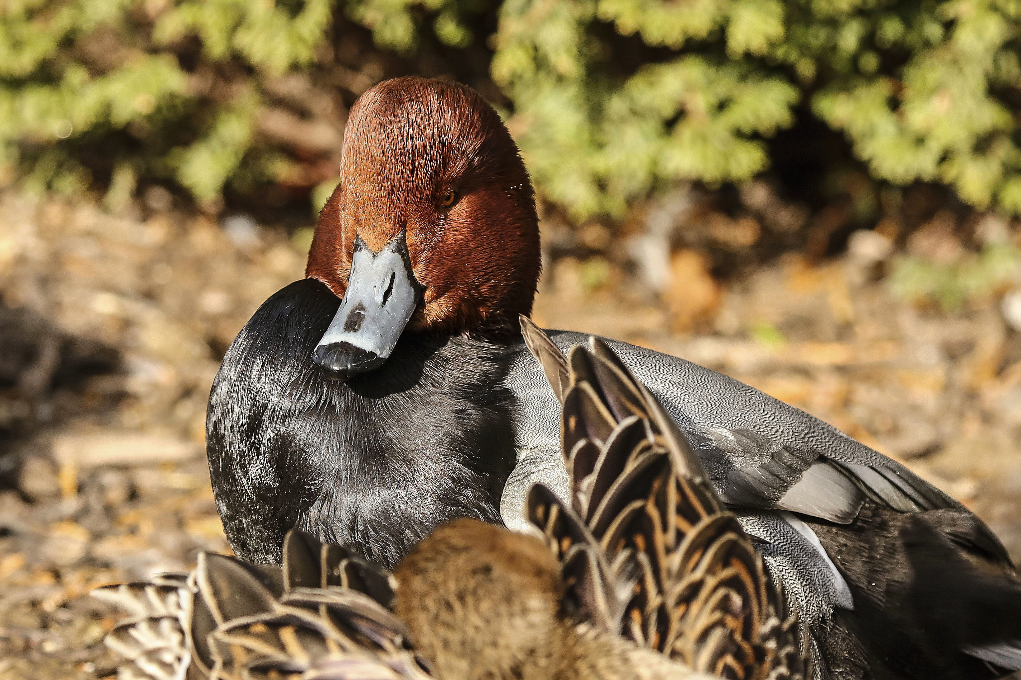 american redhead duck ,american waterfowl,migration birds.