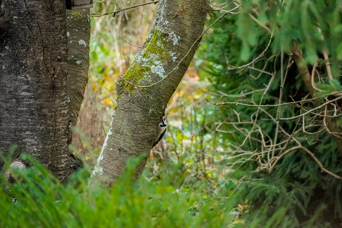 阴河分场云杉有害生物防治工作取得显著成效