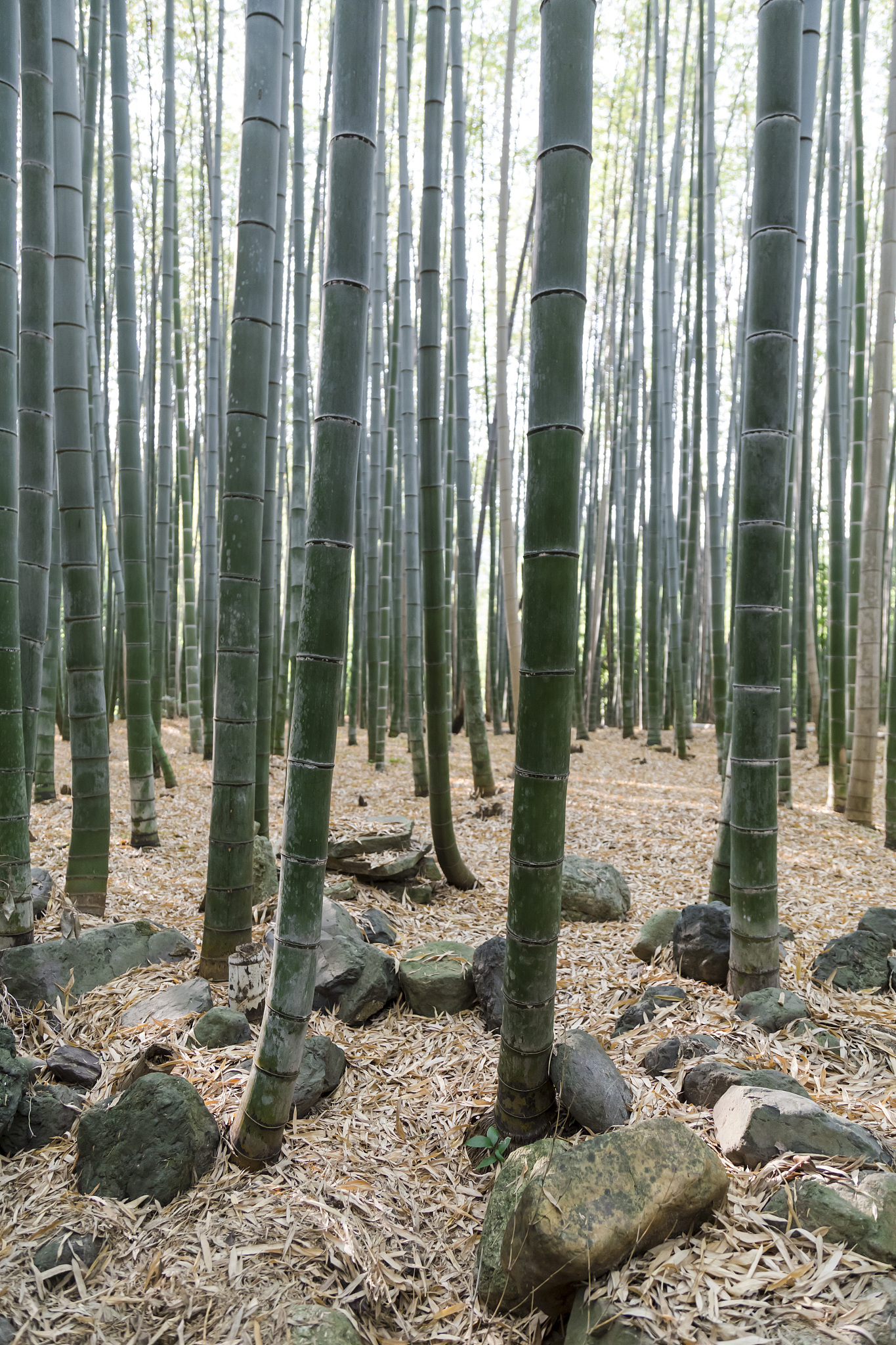 bamboo forest