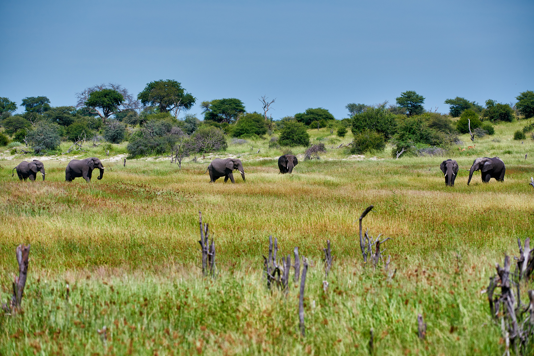 herd of african elephants at boteti river